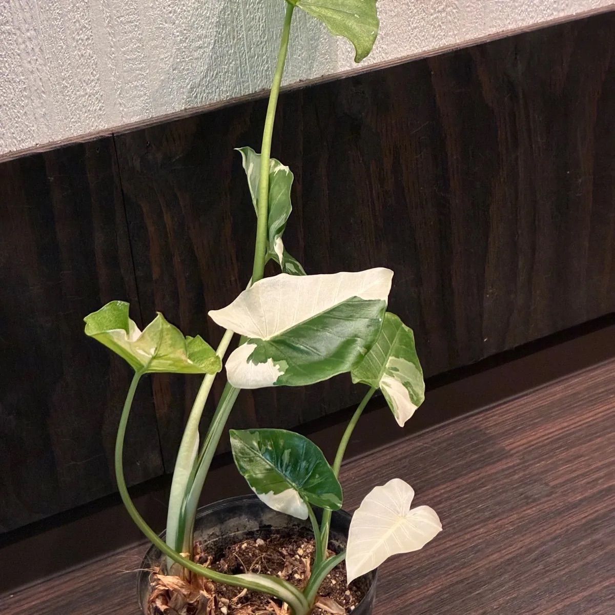 斑入り　クワズイモ　苗　株　観葉植物　アロカシア　花卉/園芸 クワズイモ斑入り アロカシア クワズイモ 2株 - メルカリ