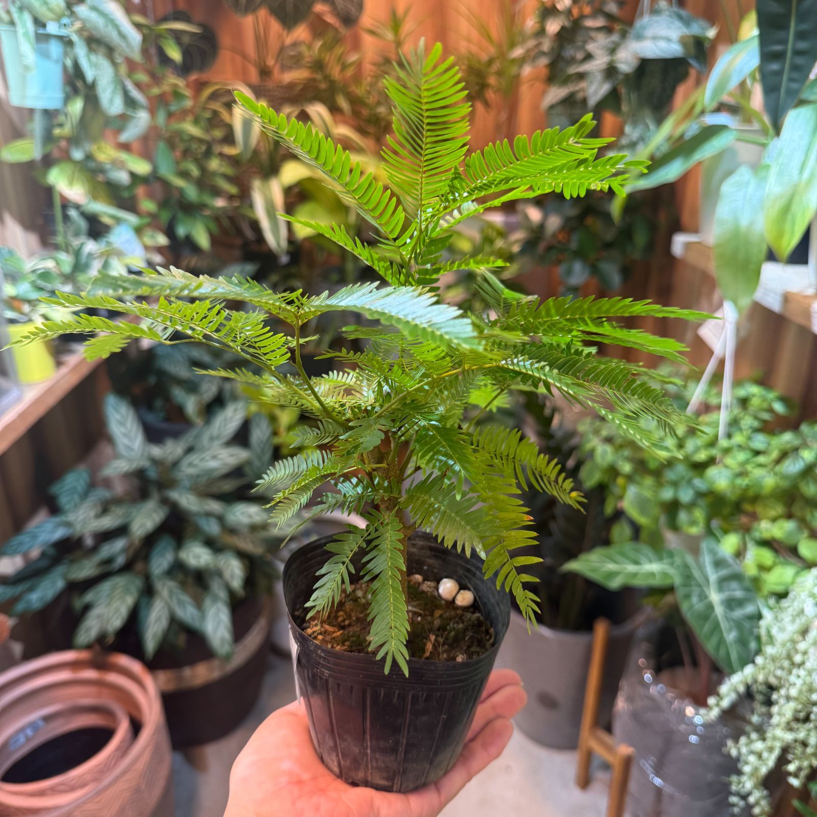 盆栽 エバーフレッシュ｜観葉植物 ミニ盆栽 おしゃれ インテリア