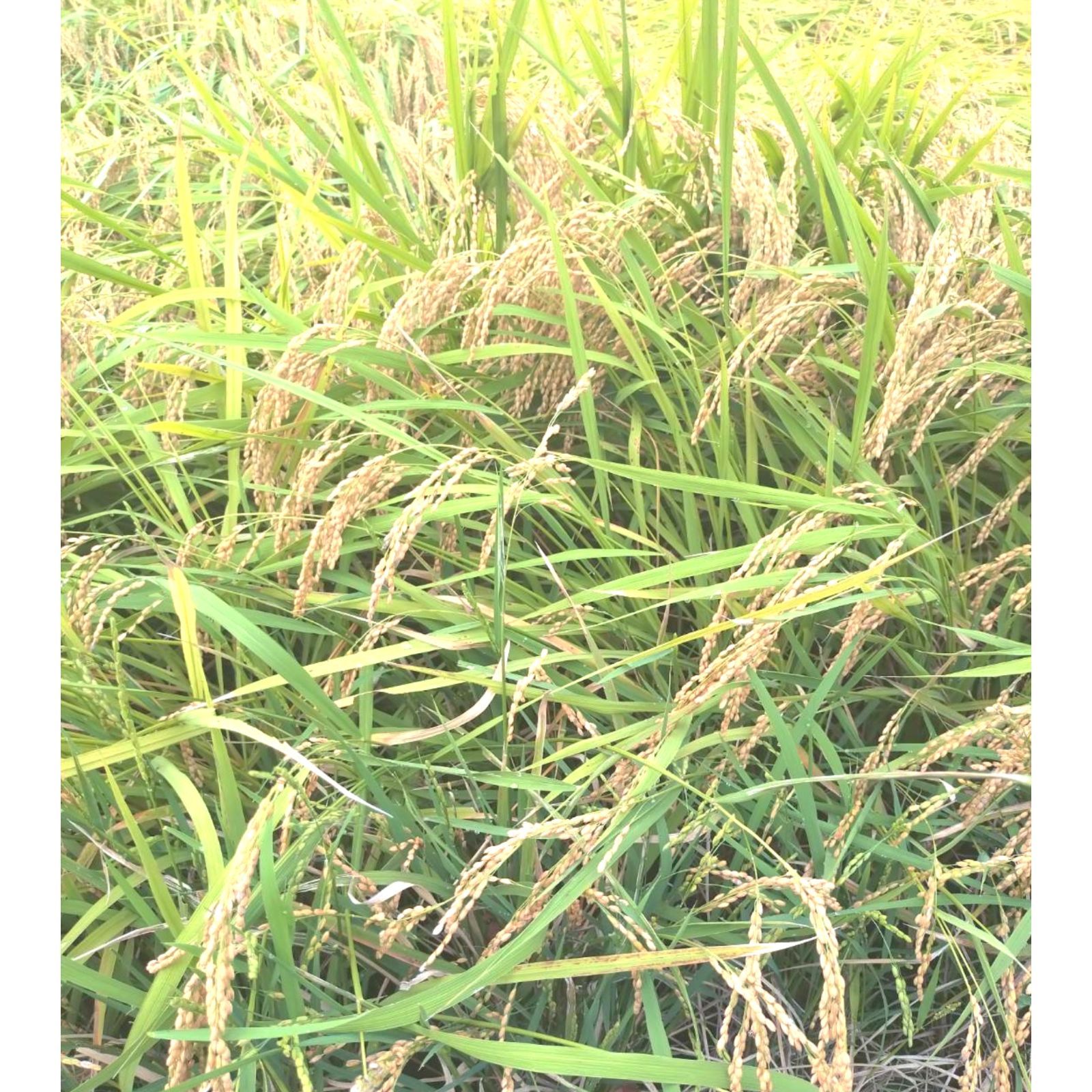 R8年富山県産コシヒカリ白米4.5kg×1袋✳️関東、東海、信越、関西地域
