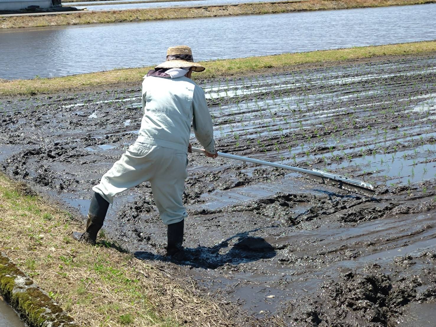R8年富山県産コシヒカリ白米4.5kg×1袋✳️関東、東海、信越、関西地域