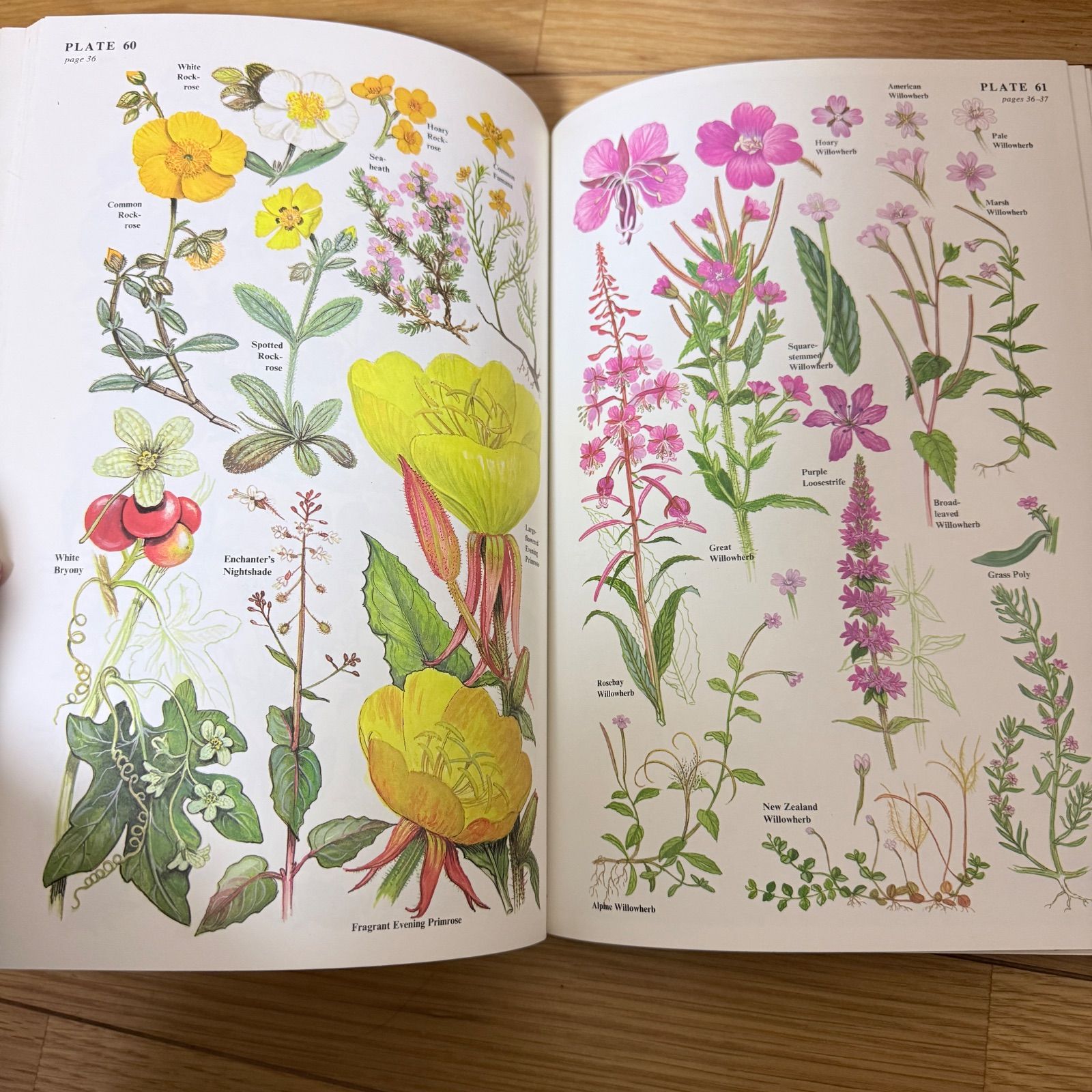 洋書　WORLD FLOWERS 植物画 洋書 WILD FLOWERS 英国・北ヨーロッパの野草図鑑 植物画 Fontana 1981