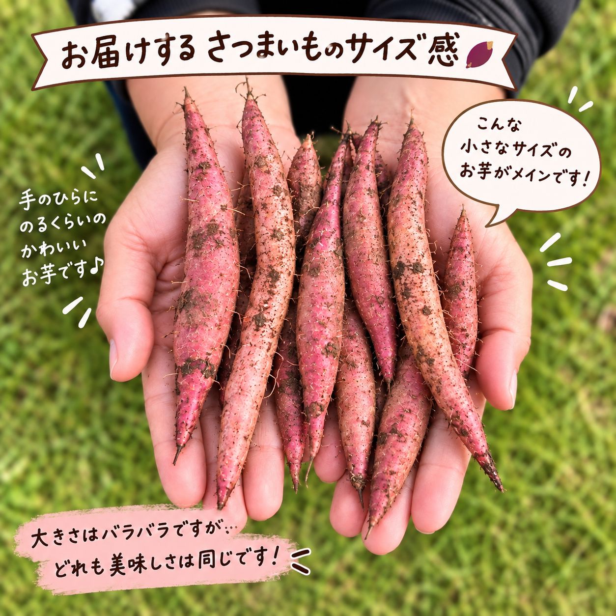 茨城県産 紅はるか 訳あり 細いチビ芋 15kg - メルカリ
