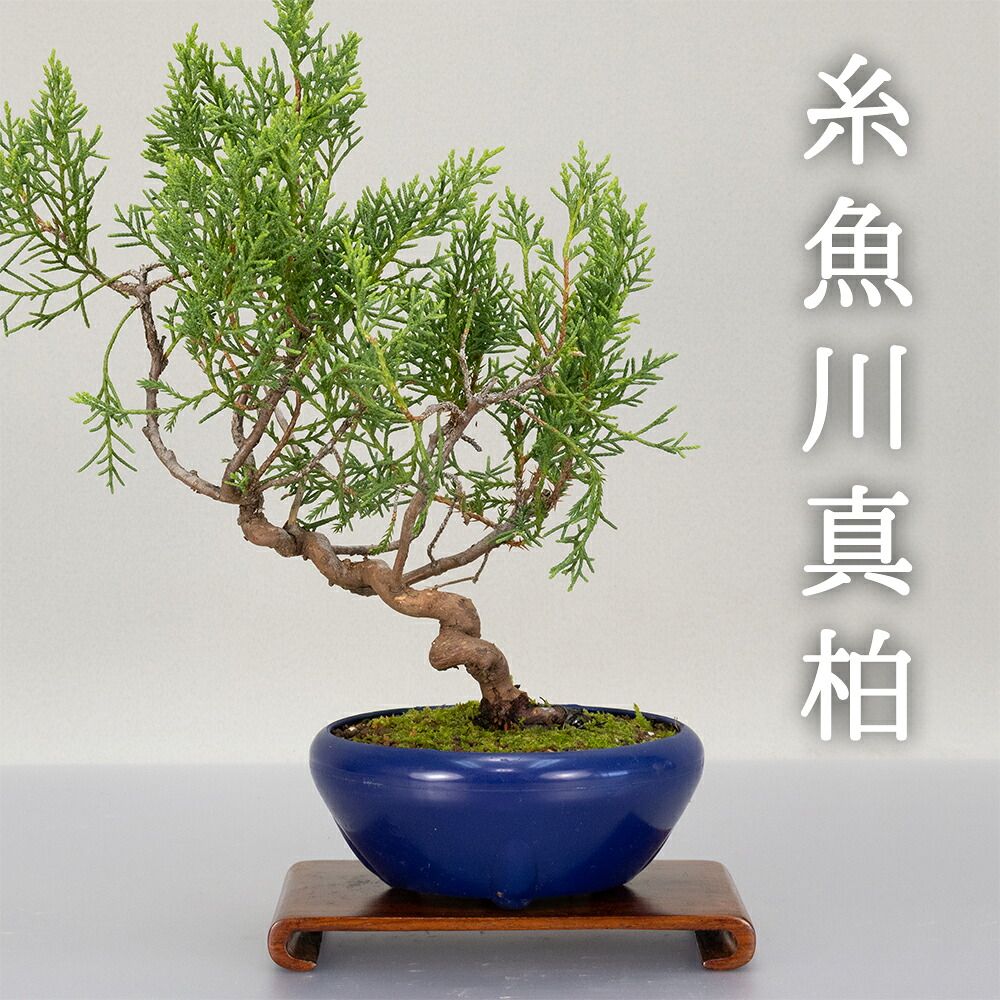 初心者応援価格【 糸魚川真柏 / シンパク 】 小品サイズ盆栽（4号プラ
