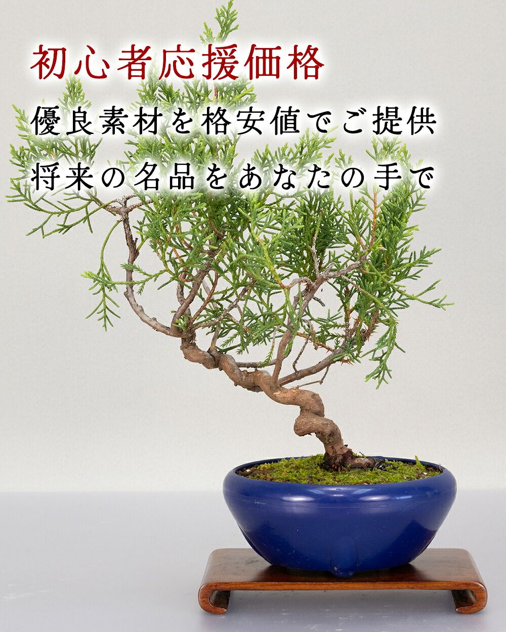 初心者応援価格【 糸魚川真柏 / シンパク 】 小品サイズ盆栽（4号プラ