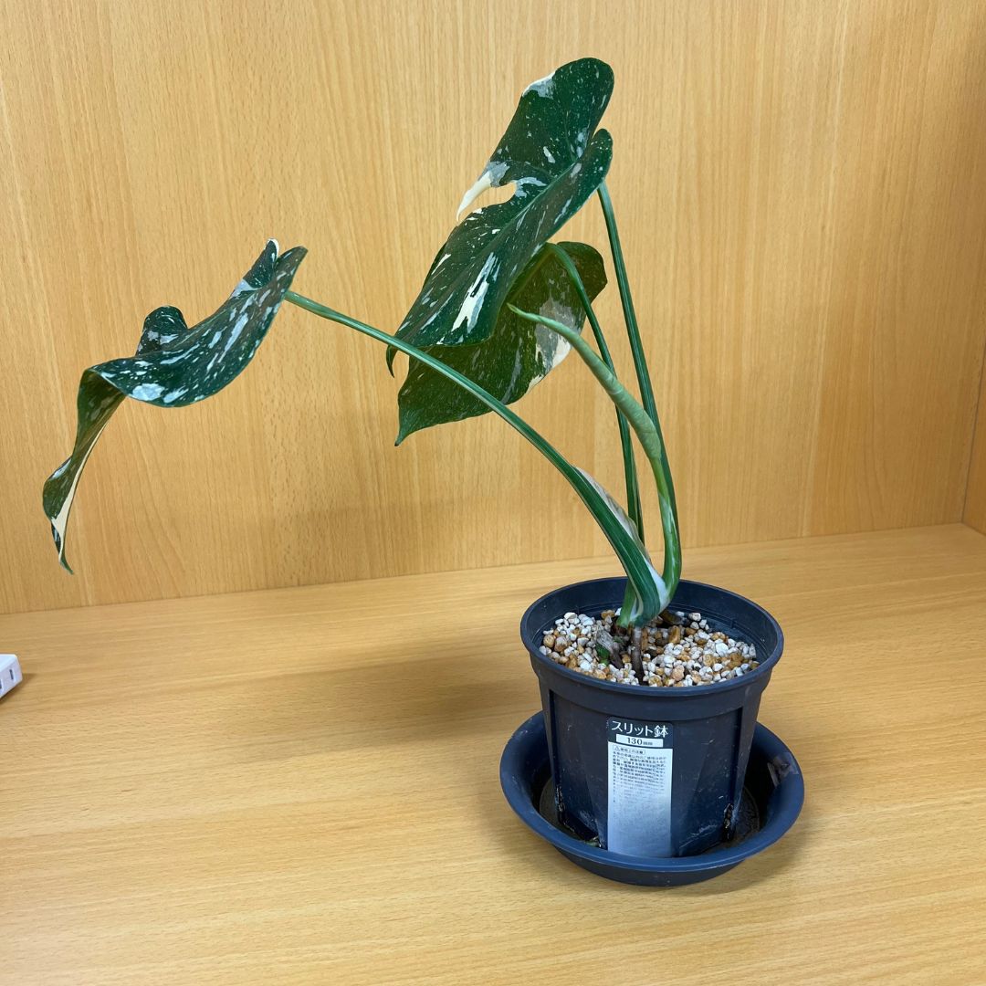 観葉植物 モンステラ タイコンステレーション 斑入り ② - メルカリ