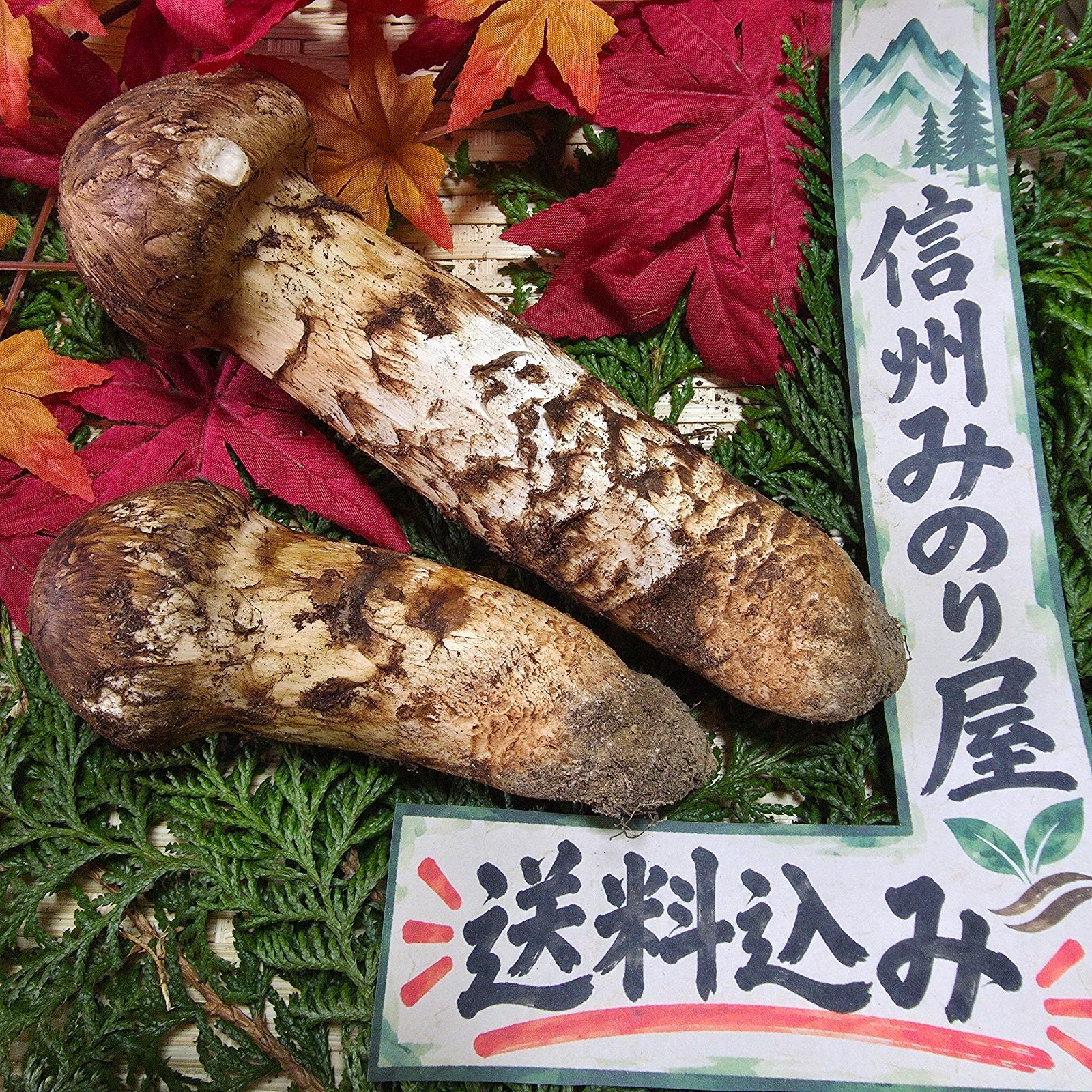 【9日採り本日発送！】【上品】国産松茸　長野信州産254【送料込】天然松茸　10/9(金)採り 10,150円