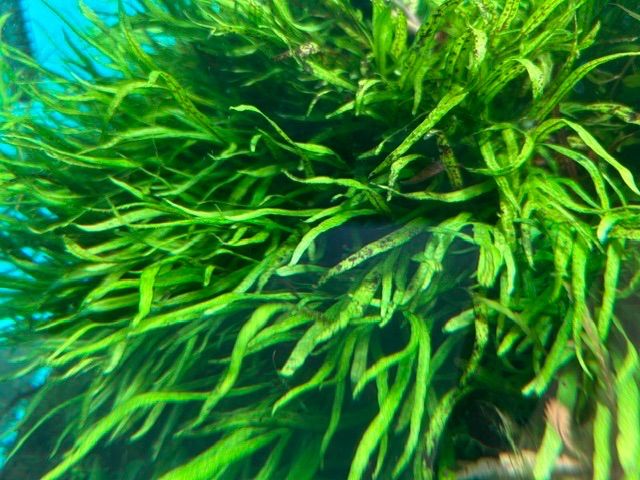 ミクロソリウム ナロー 10葉 水草 活着 流木 石 アクアリウム 陰性