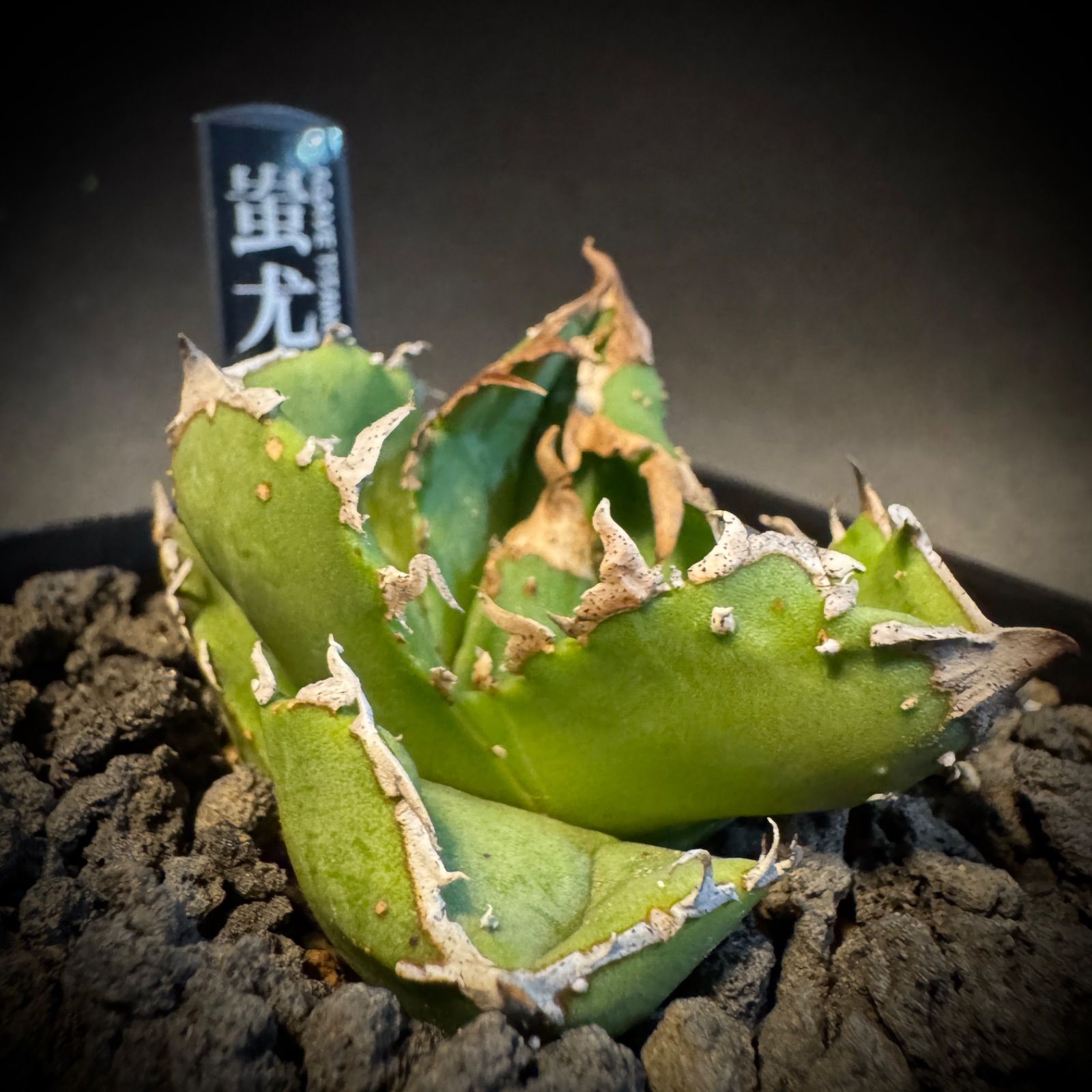 アガベ 蚩尤 シユウ 鉢ごと発送 ⑥ - メルカリ