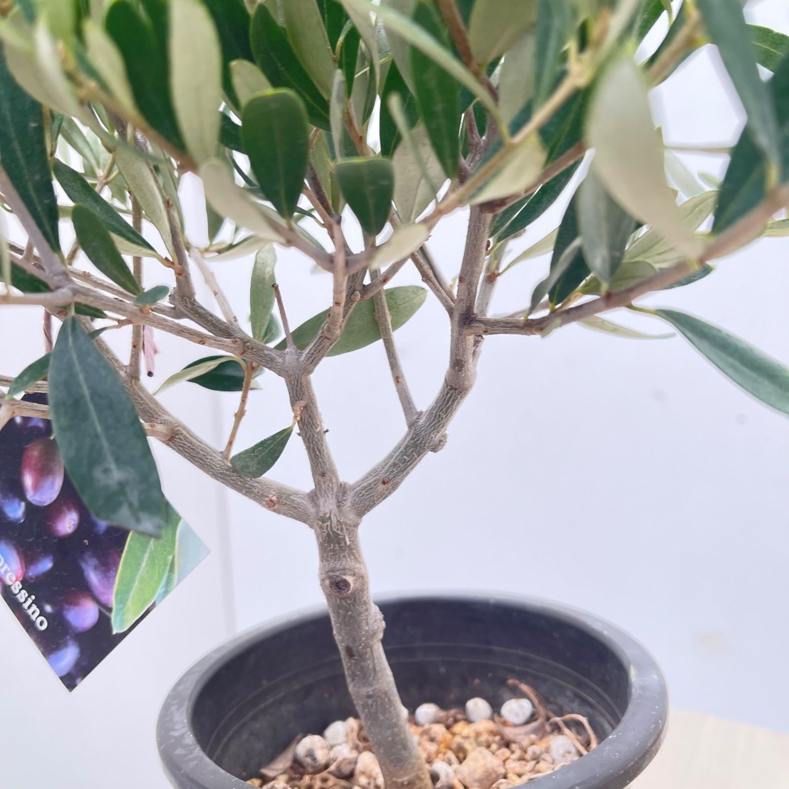 オリーブ チプレッシーノ 26【現品】観葉植物 創樹 SOUJU 4号 - メルカリ