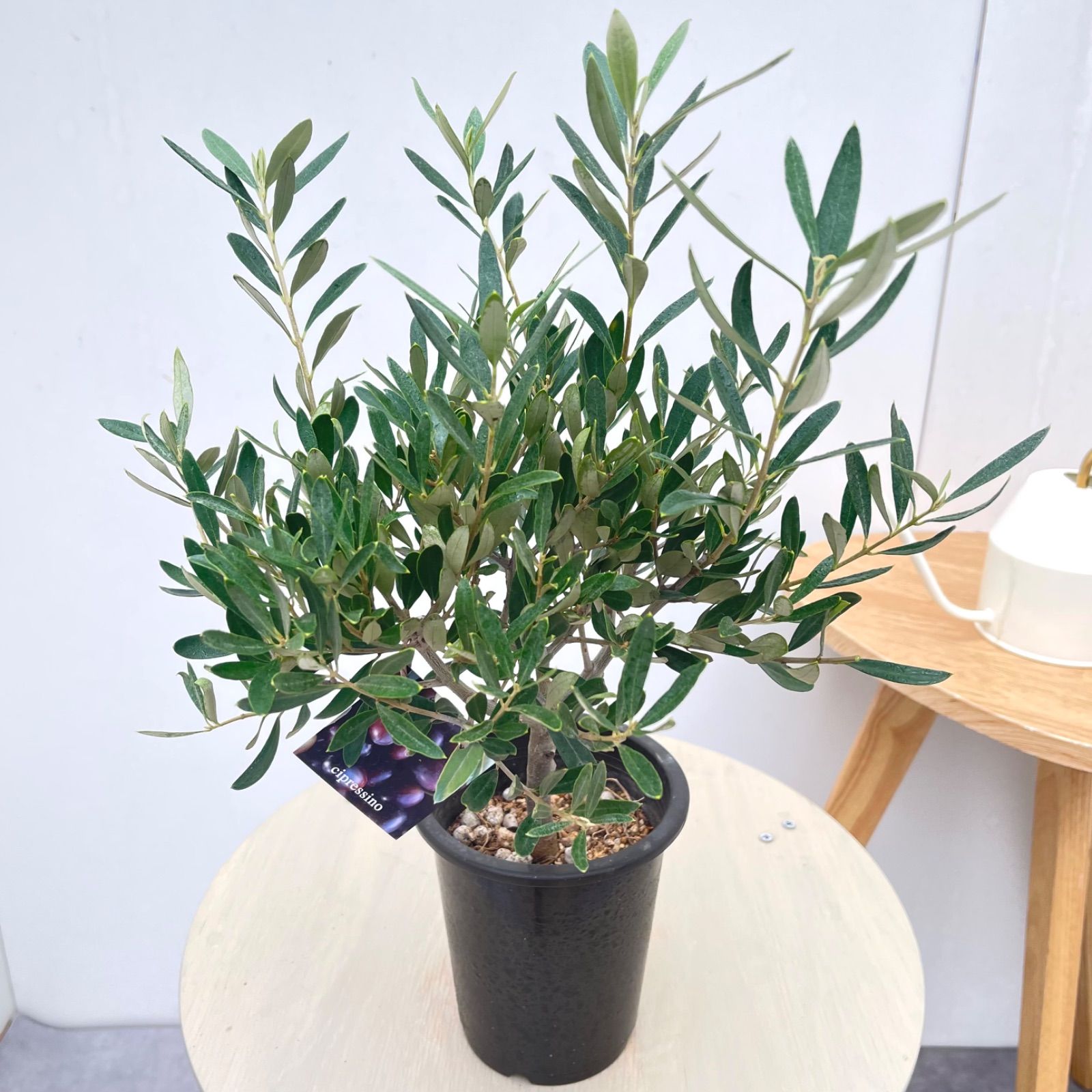 オリーブ チプレッシーノ 26【現品】観葉植物 創樹 SOUJU 4号 - メルカリ