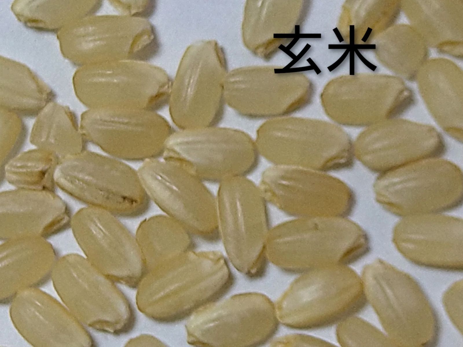 特別栽培米ひとめぼれ 令和8年産新米9kg 米粒成長期の農薬不使用 化学
