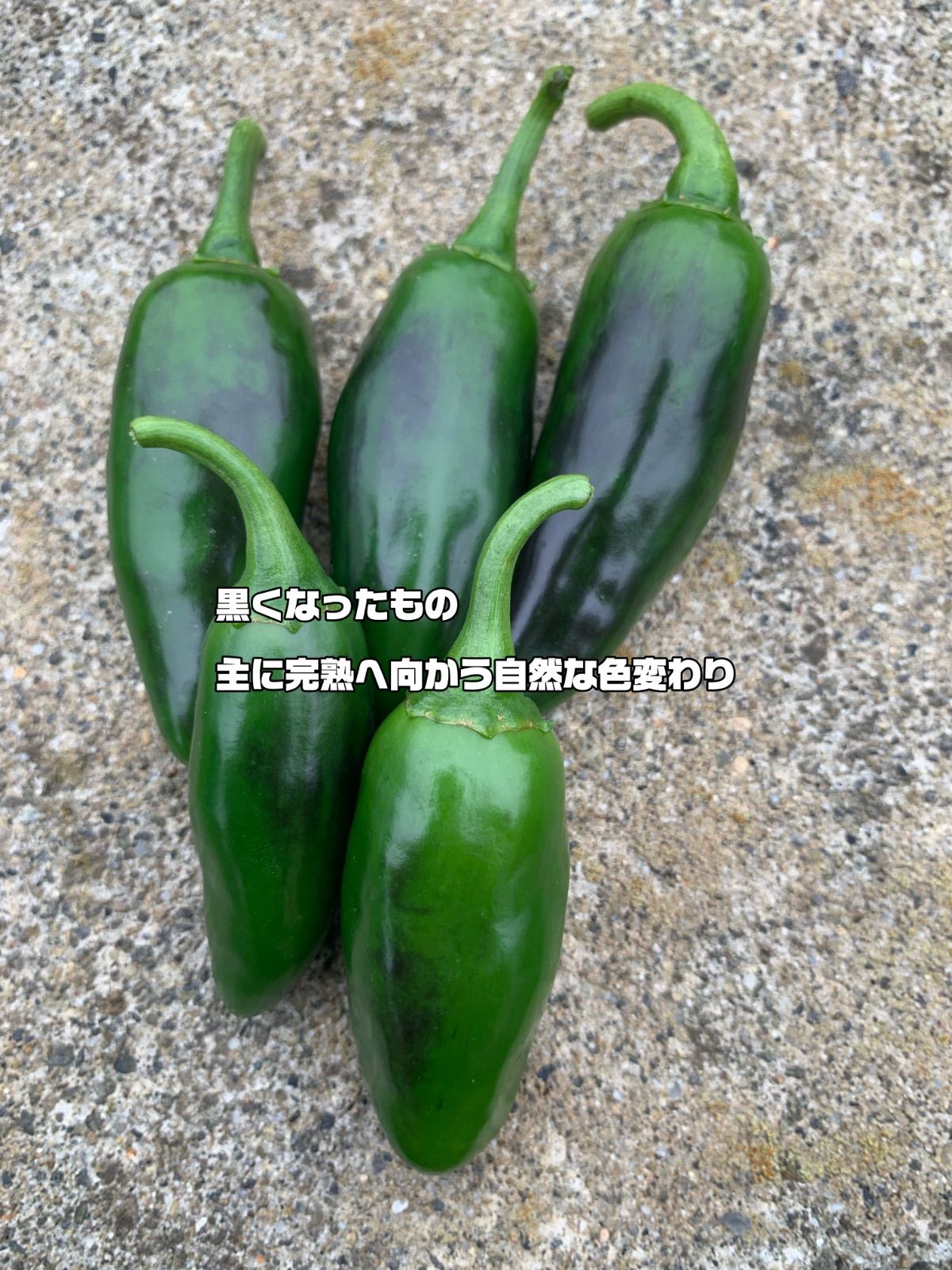 https://assets.mercari-shops-static.com/-/large/plain/2JXw5LEKkfm7wTDaxKPCd7.jpg@jpg