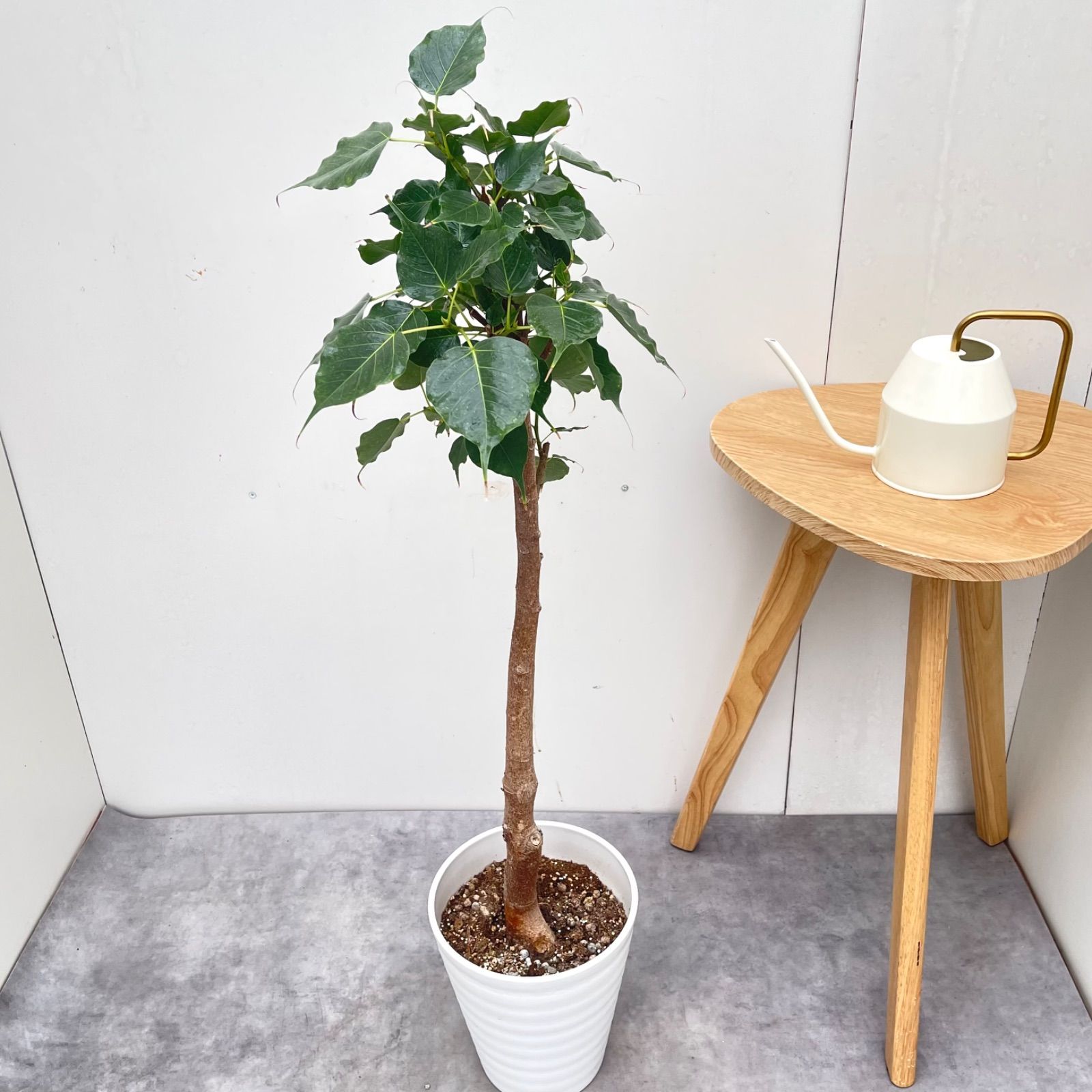 インドボダイジュ フィカス レリギオーサ 2【現品】観葉植物 室内 7号