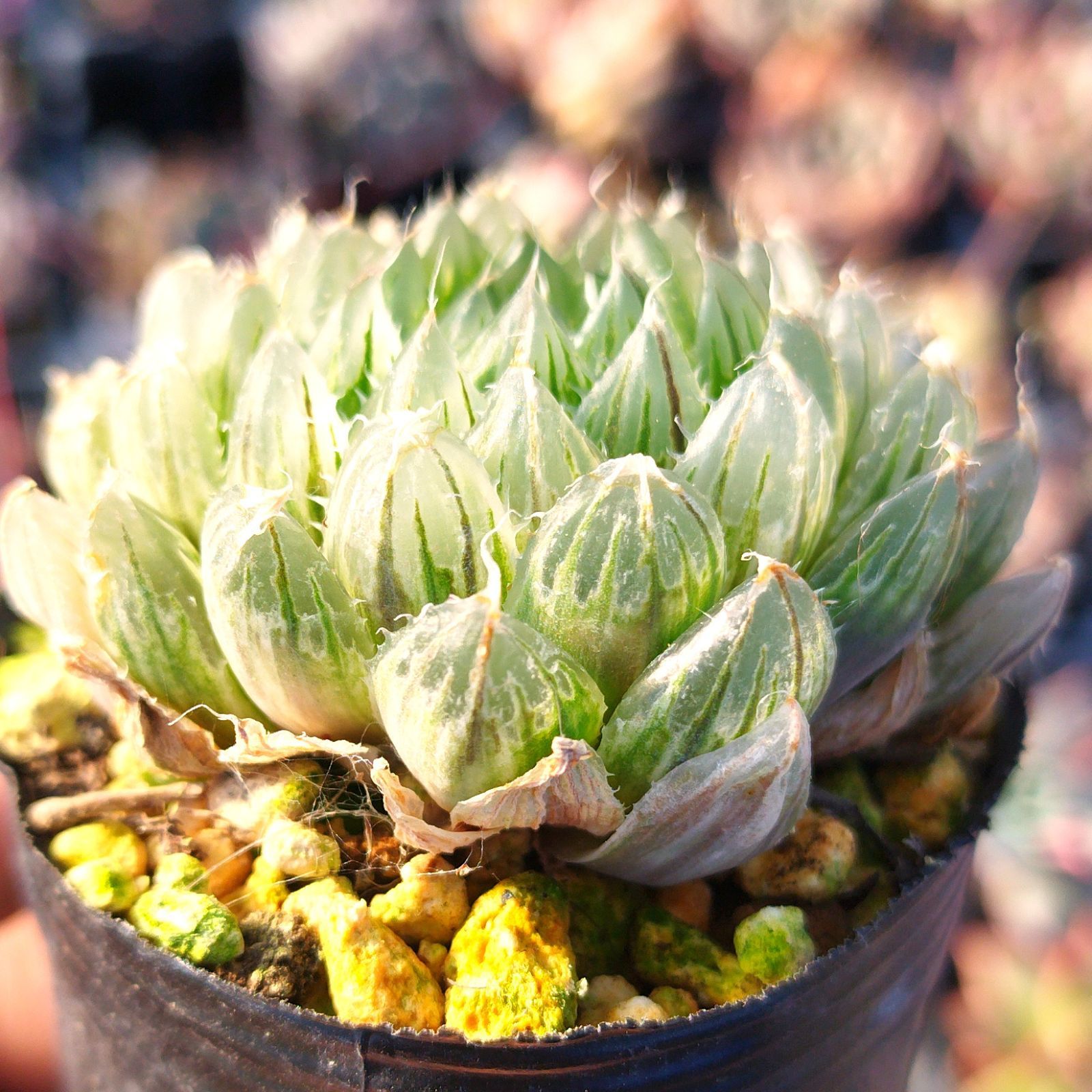 多肉植物 ハオルチア エメラルドled錦 抜き苗 - メルカリ