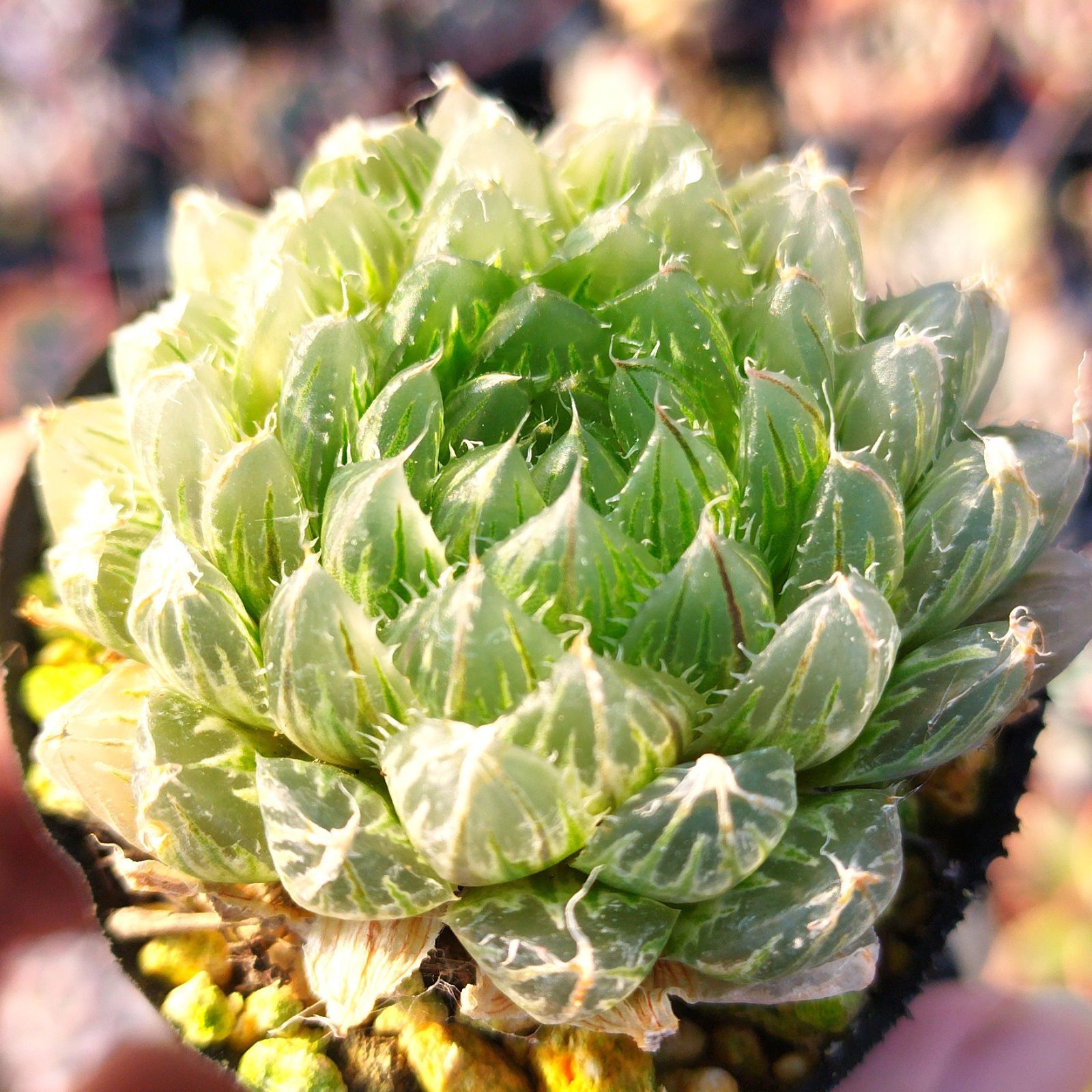 多肉植物 ハオルチア エメラルドled錦 抜き苗 - メルカリ