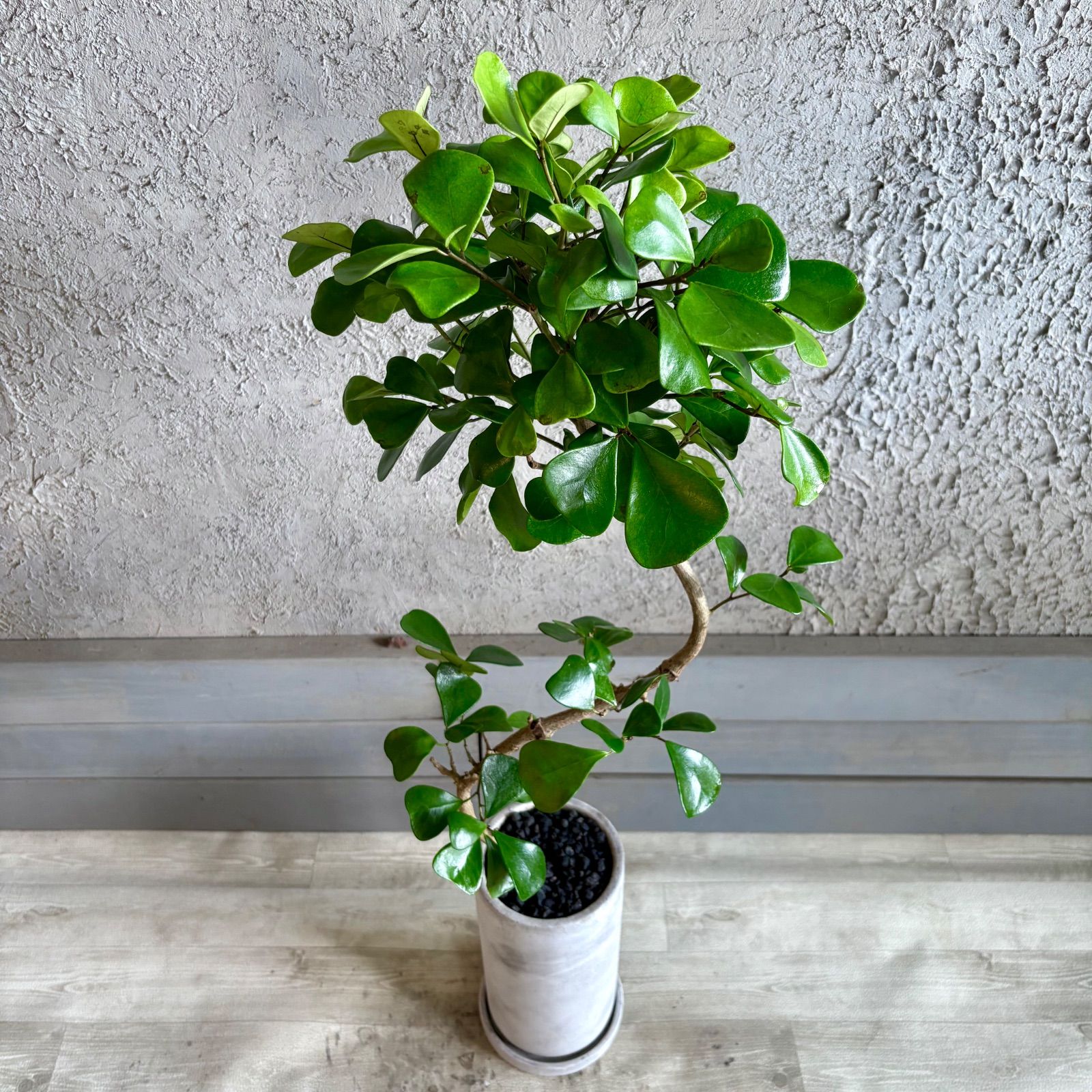 厳選された植物と鉢】希少品種 美形 曲がり仕立て フィカス トライ