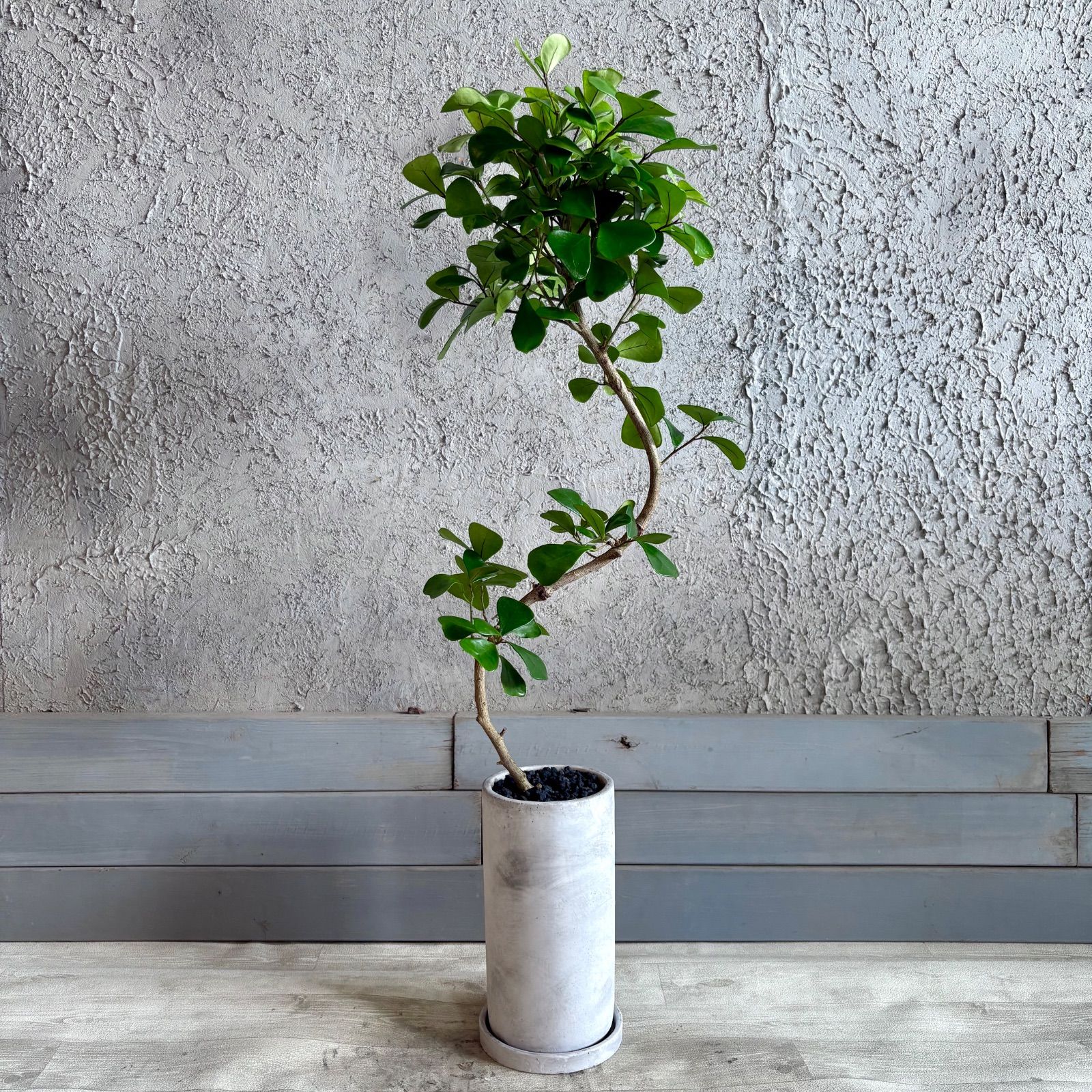 厳選された植物と鉢】希少品種 美形 曲がり仕立て フィカス トライ