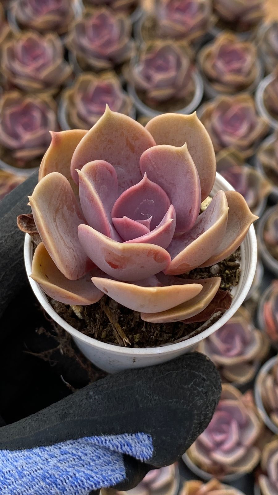 新入荷 54鉢の土鉢付きセット ムラサキシンジュ 多肉植物 佐川急便発送
