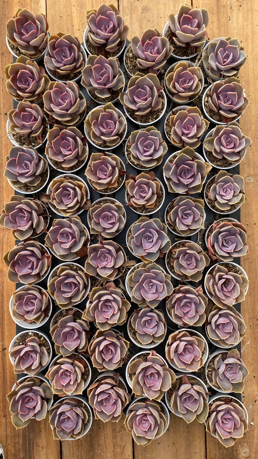 新入荷 54鉢の土鉢付きセット ムラサキシンジュ 多肉植物 佐川急便発送