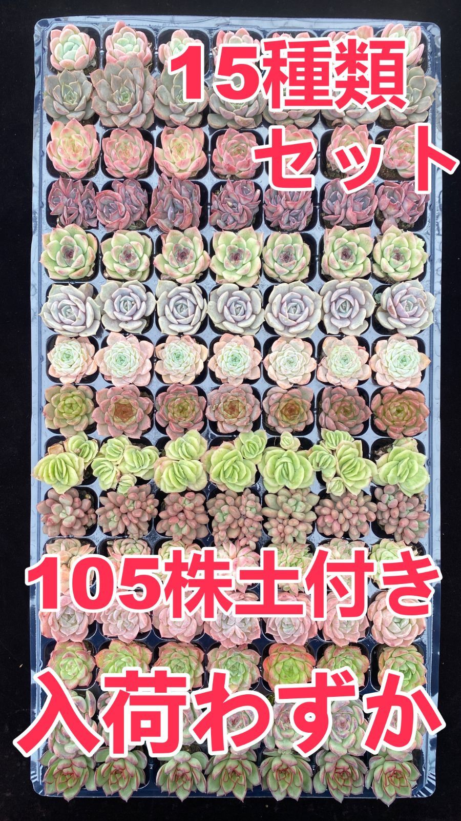 在庫わずか・数量限定 新入荷 105苗 ZP1057 土付き 15種類セット 多肉