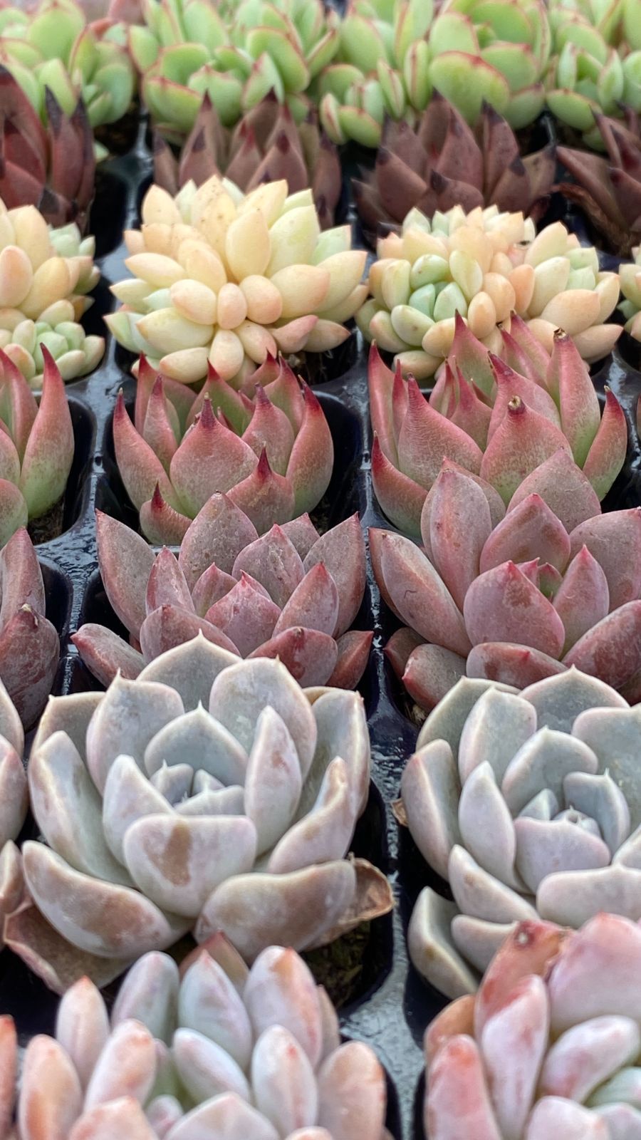 新入荷 15種類105苗セット 鮮やかなセット 土と根付き 多肉植物