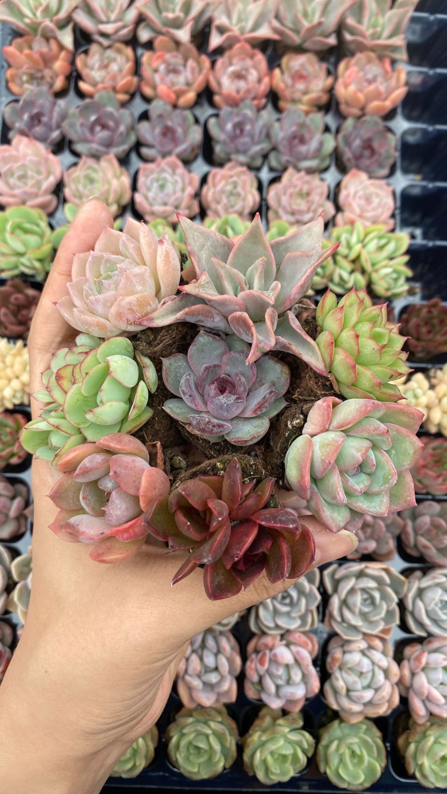 新入荷 15種類105苗セット 鮮やかなセット 土と根付き 多肉植物
