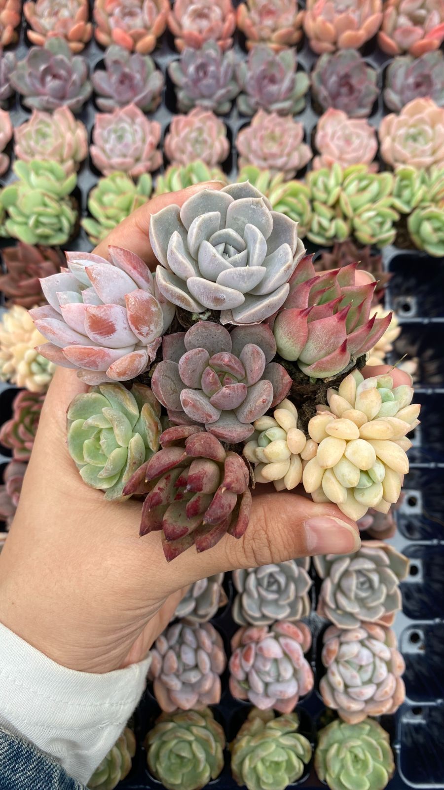 新入荷 15種類105苗セット 鮮やかなセット 土と根付き 多肉植物