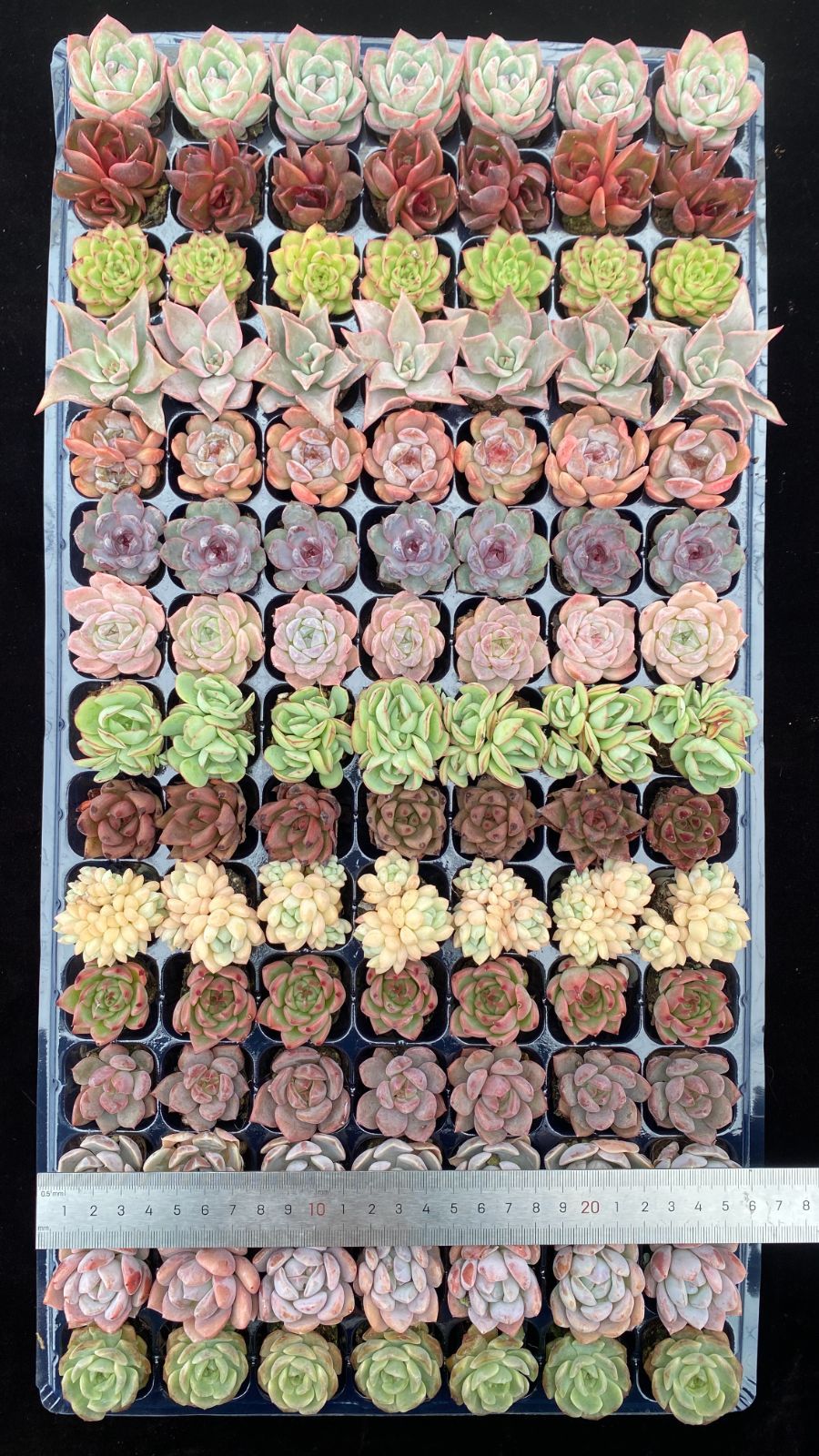 新入荷 15種類105苗セット 鮮やかなセット 土と根付き 多肉植物