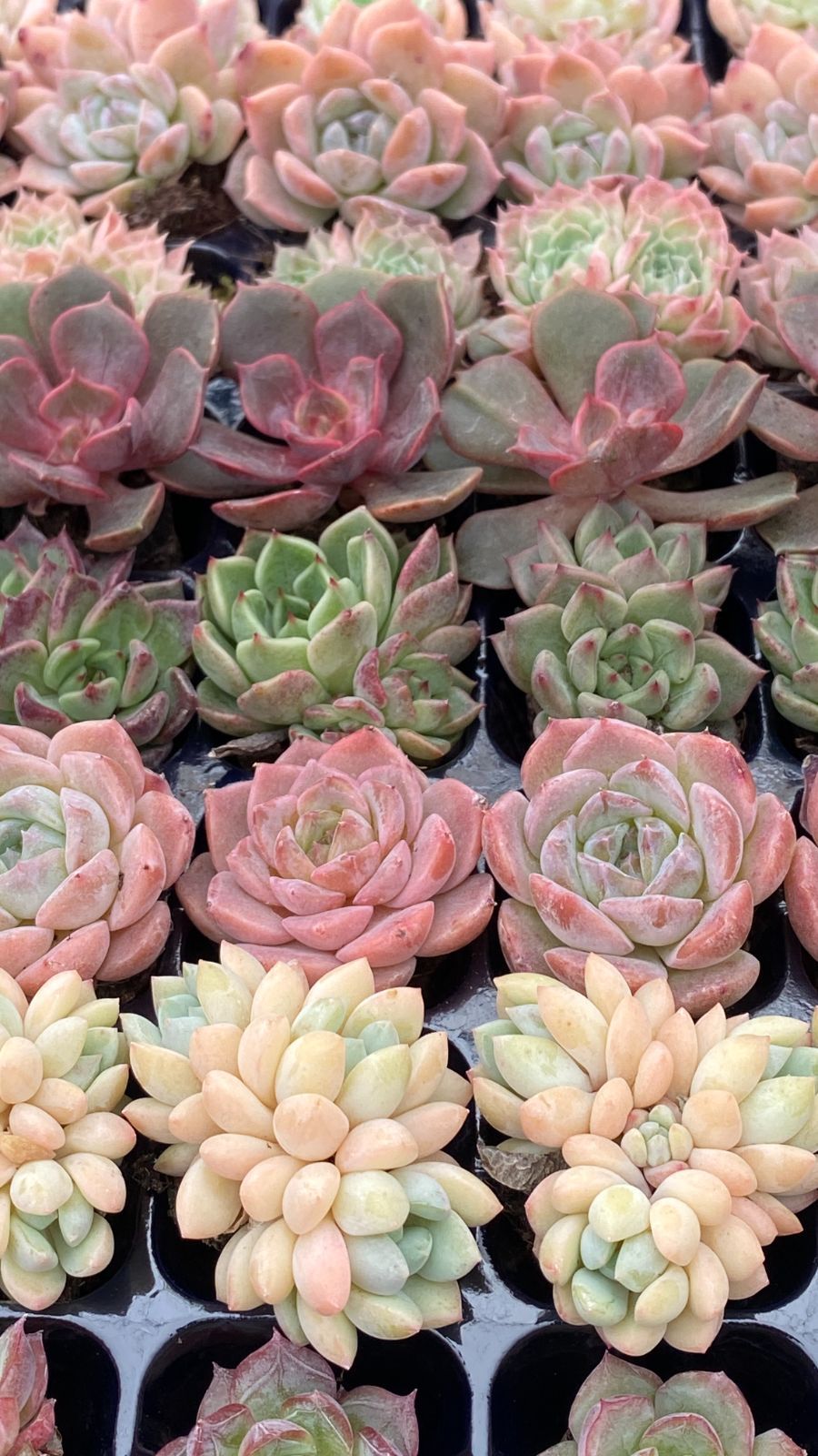 セル苗210個セット✨多肉植物　エケベリア　詰め合わせ　寄せ植えに!! 新入荷 15種類105苗セット 鮮やかなセット 土と根付き 多肉植物