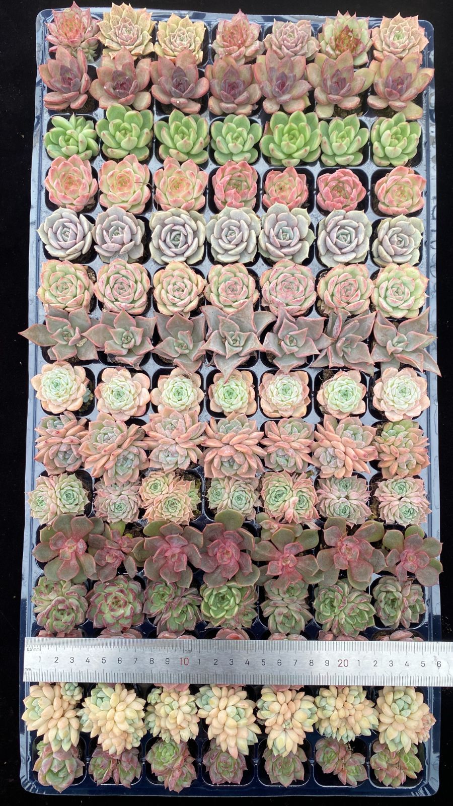 新入荷 15種類105苗セット 鮮やかなセット 土と根付き 多肉植物
