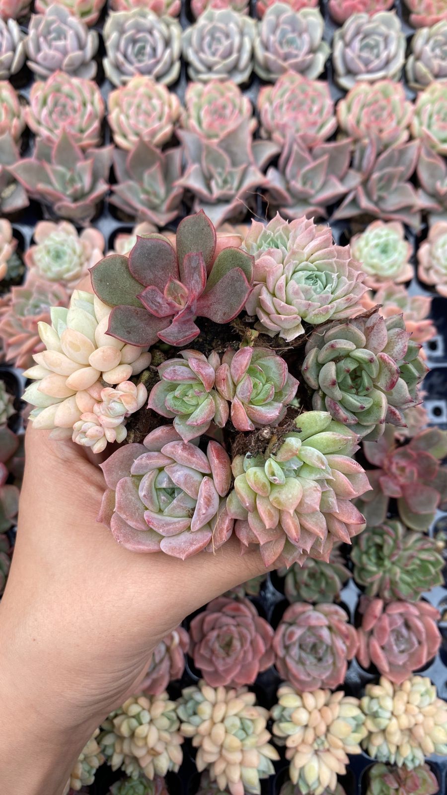 新入荷 15種類105苗セット 鮮やかなセット 土と根付き 多肉植物
