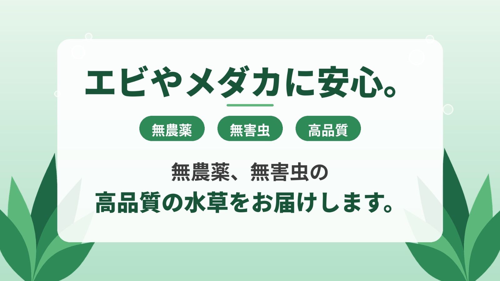 無農薬・無害虫】ストロギネ レペンス 3株 前景草 絨毯 水草