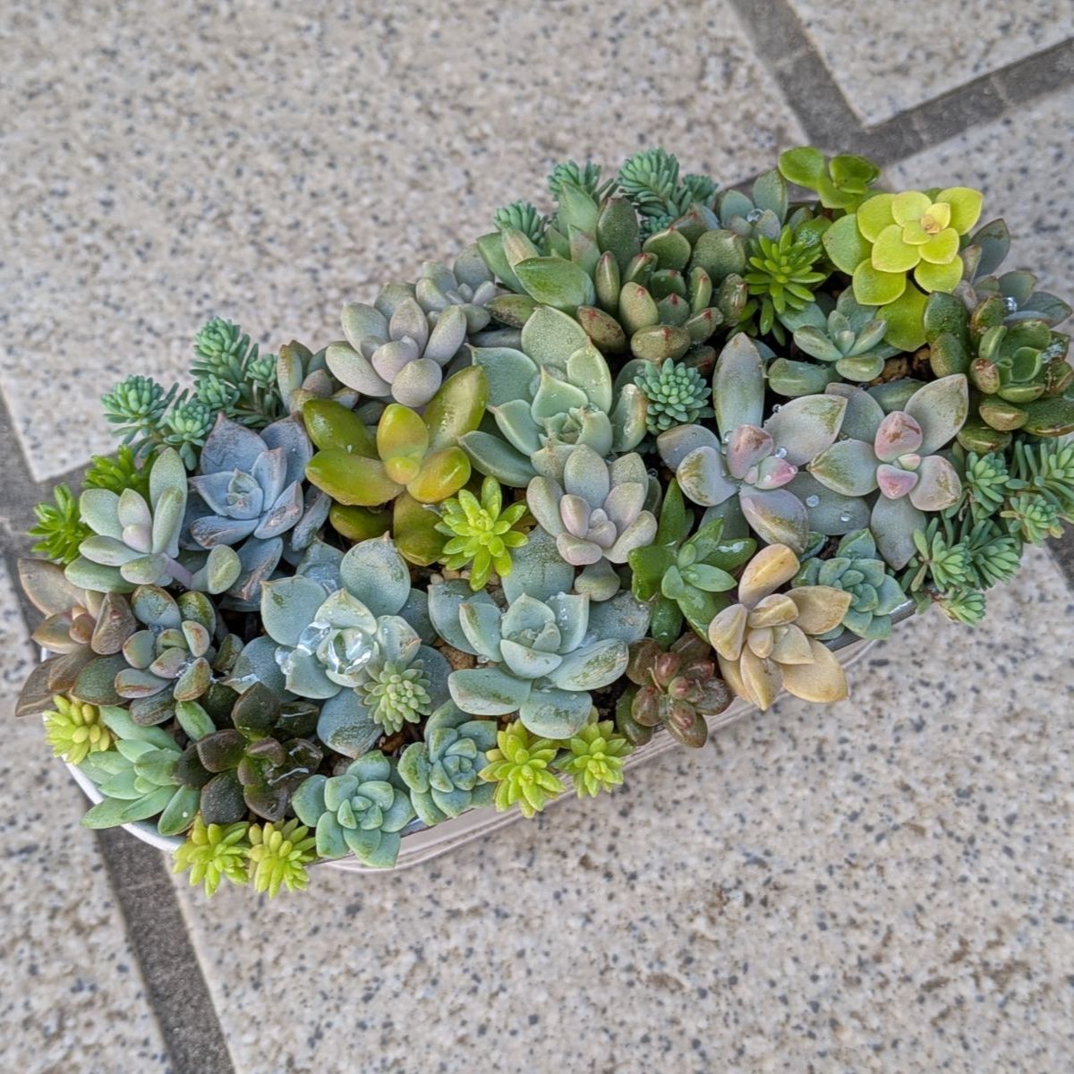 多肉植物 カット苗 秋☆寄せ植えセット① 13×8 - メルカリ