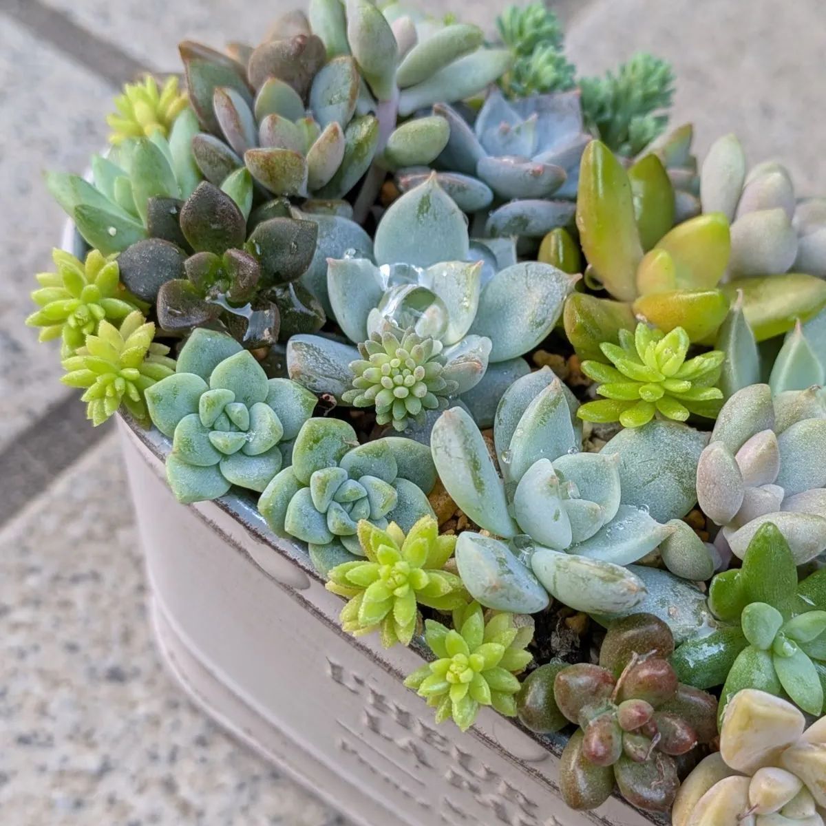 多肉植物 カット苗 秋☆寄せ植えセット① 13×8 - メルカリ