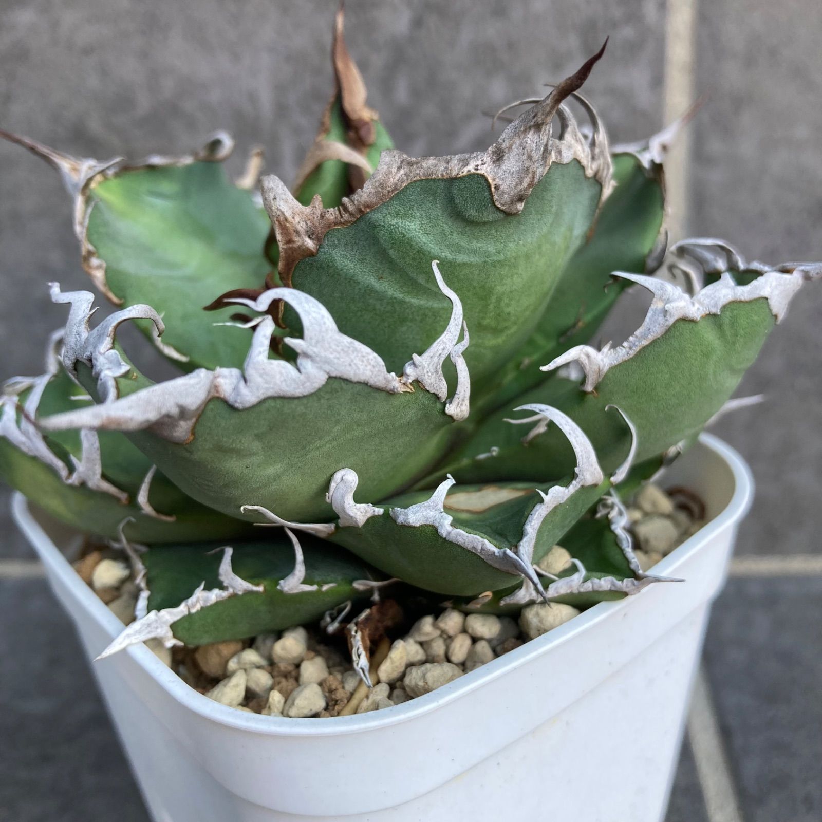 アガベ シーザー 凱撒 agave titanota チタノタ オテロイ - メルカリ