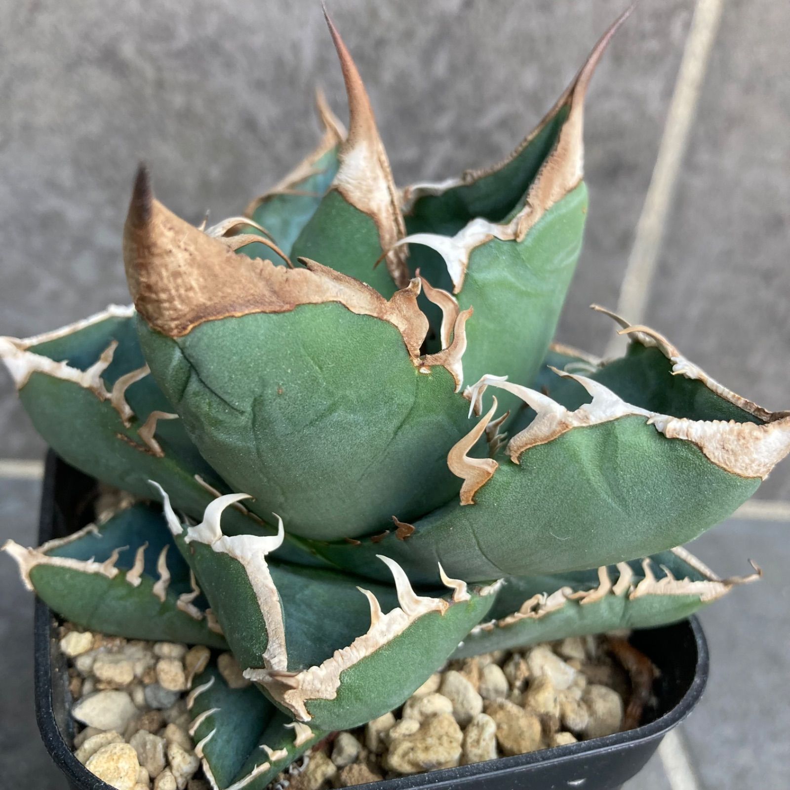アガベ チタノタ SAD 南アフリカダイヤモンド Agave titanota - メルカリ