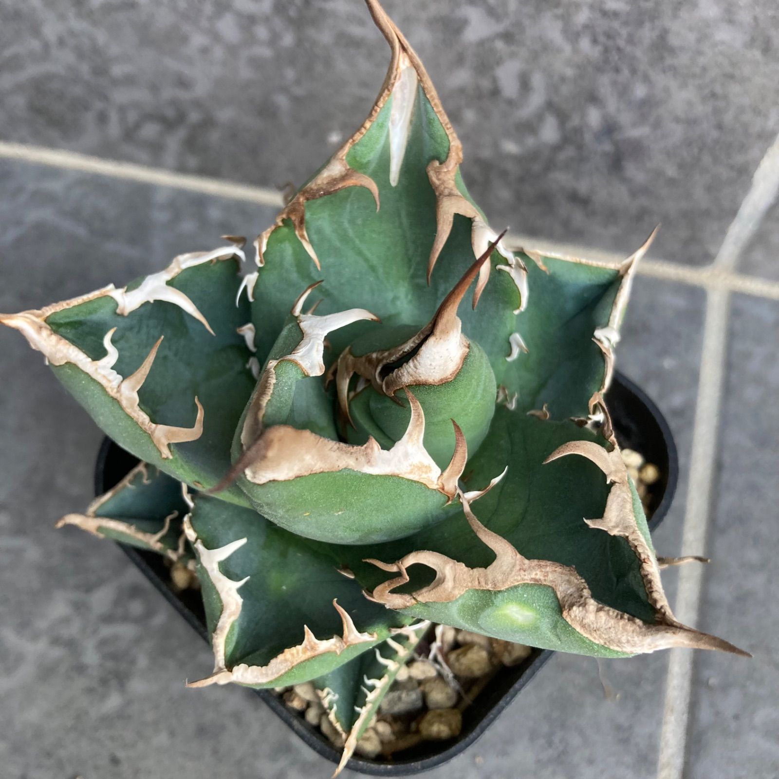 アガベ チタノタ SAD 南アフリカダイヤモンド Agave titanota - メルカリ