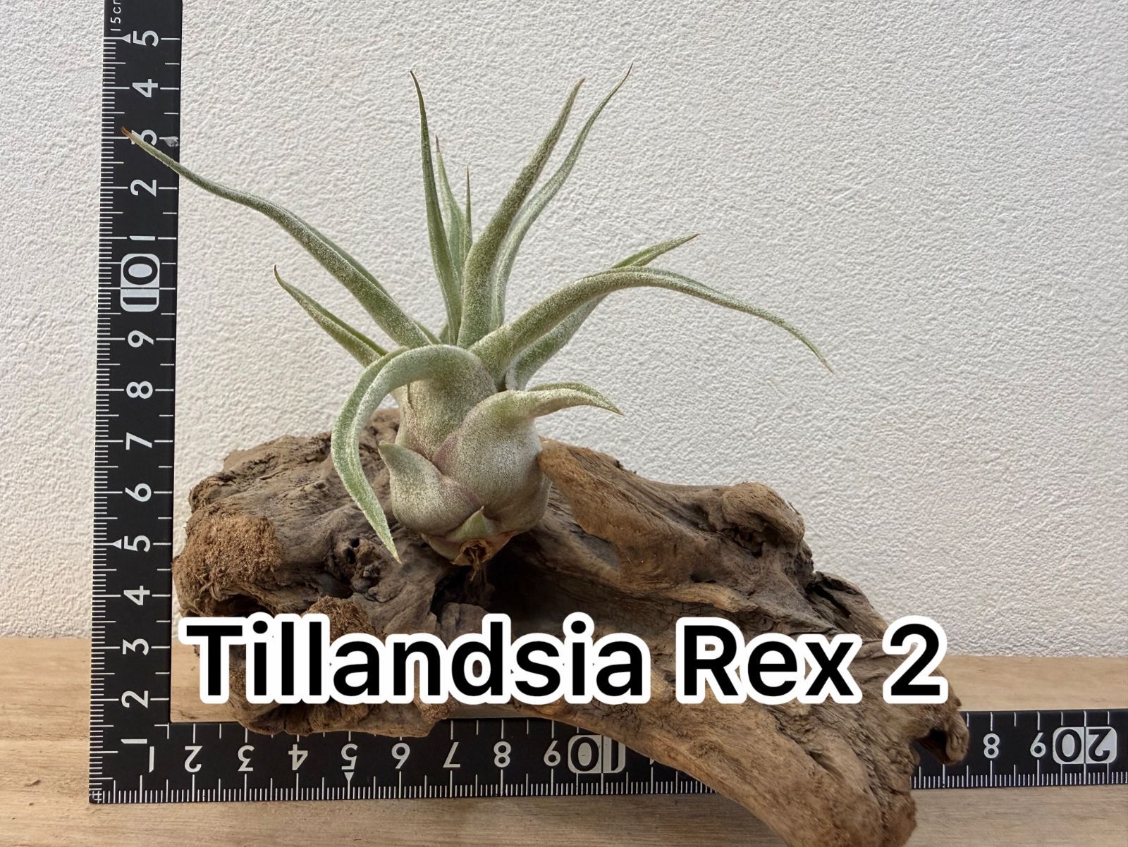 Tillandsia Rex ティランジア レックス 2