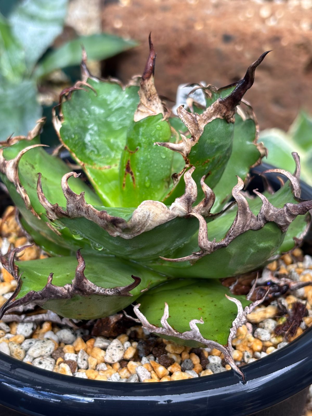 アガベ チタノタ 'シーザー'（Agave titanota “Caesar”）｜台湾