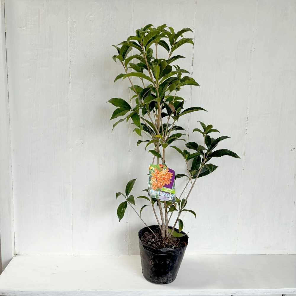 キンモクセイ（金木犀）苗木育てやすい秋に甘い香りの花を咲かせる人気