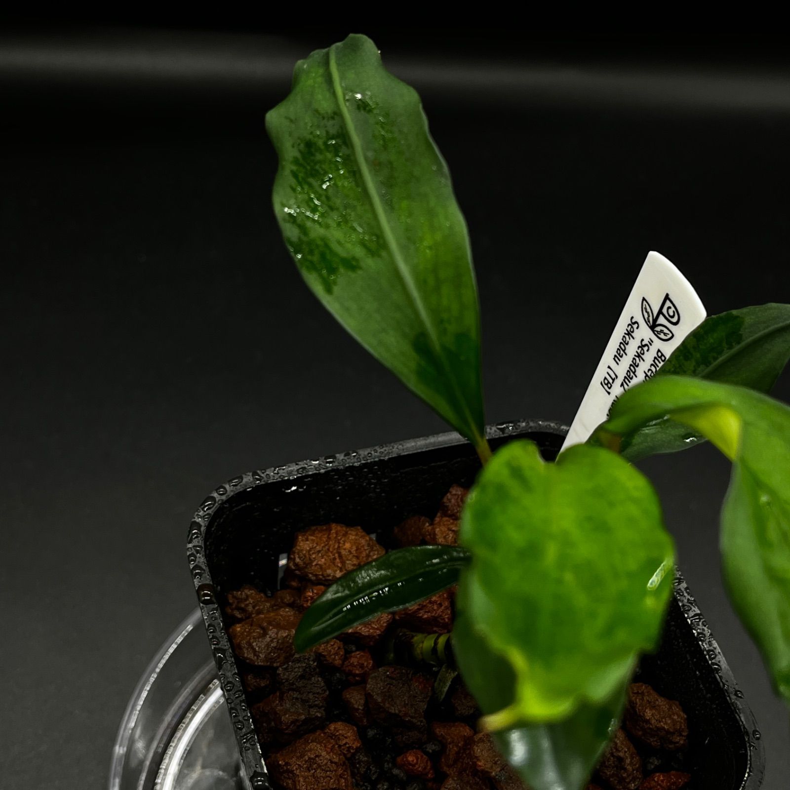 Bucephalandra pubes 
