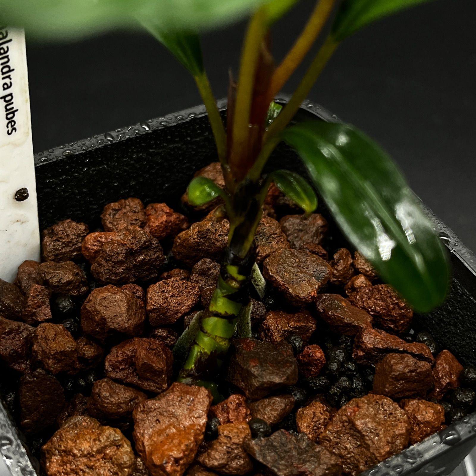 Bucephalandra pubes 