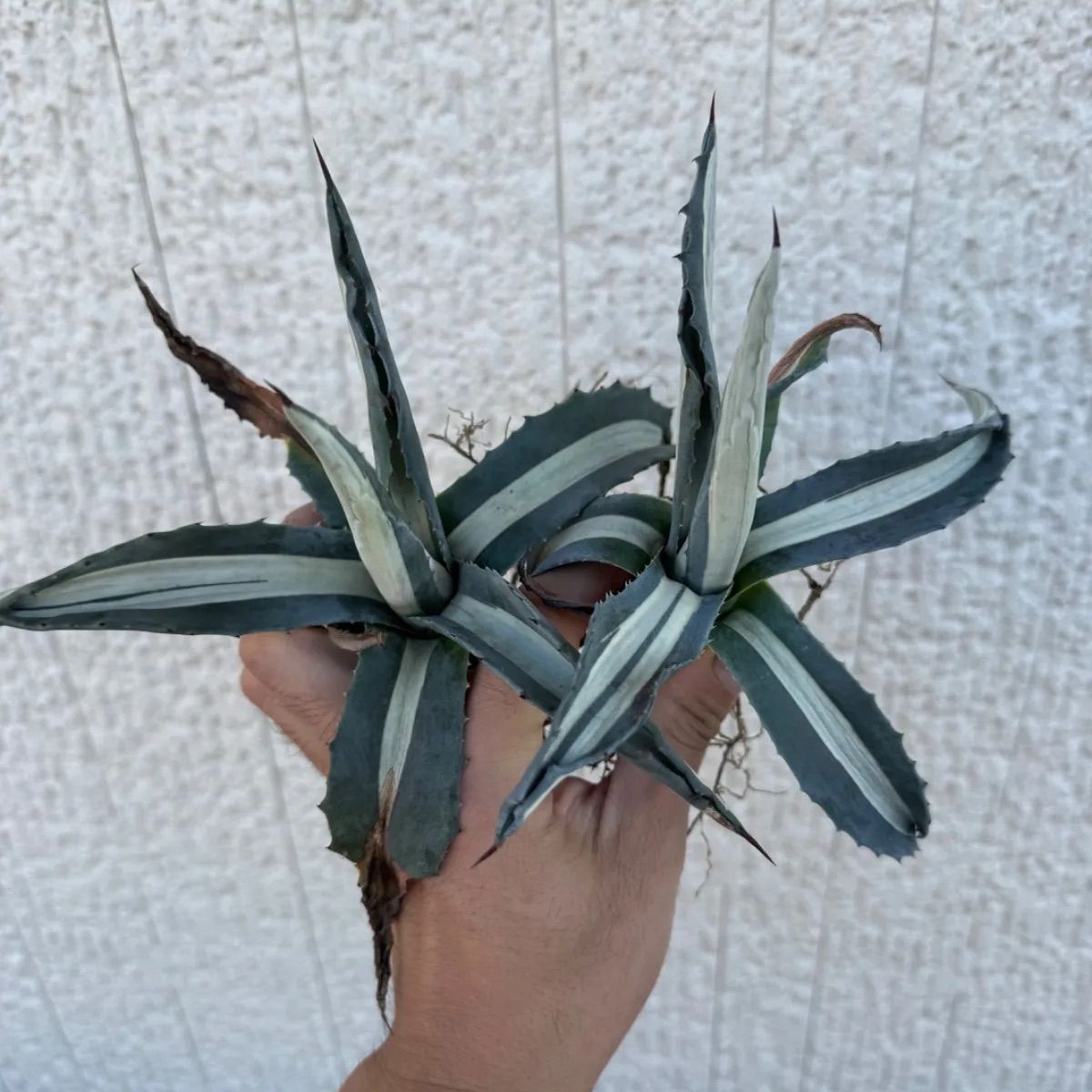 アガベ アメリカーナ 華厳 2株セット - メルカリ