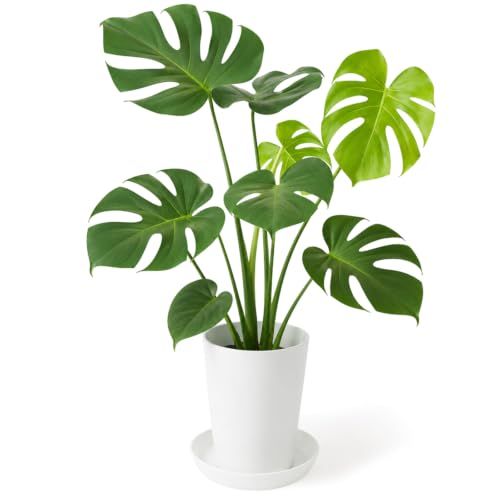 bloomee(ブルーミー) モンステラ 観葉植物 (6号 受け皿 付) 本物 室内 オフィス 大型 (お手入れ簡単 初心者) 開店祝い 引越し祝い 新築祝い (ギフト プレゼント 自分用) 風水 インテリア おしゃれ お中元 敬老の日ｍａ 7,182円