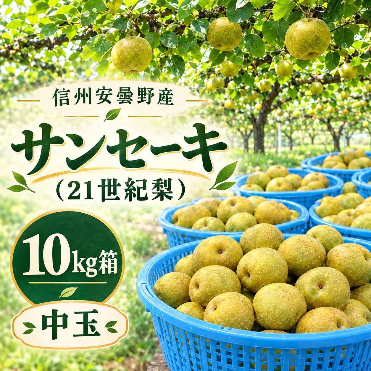 長野県産 サンセーキ 梨 10kg サンセーキ梨（21世紀梨） 10kg 中玉 - メルカリ