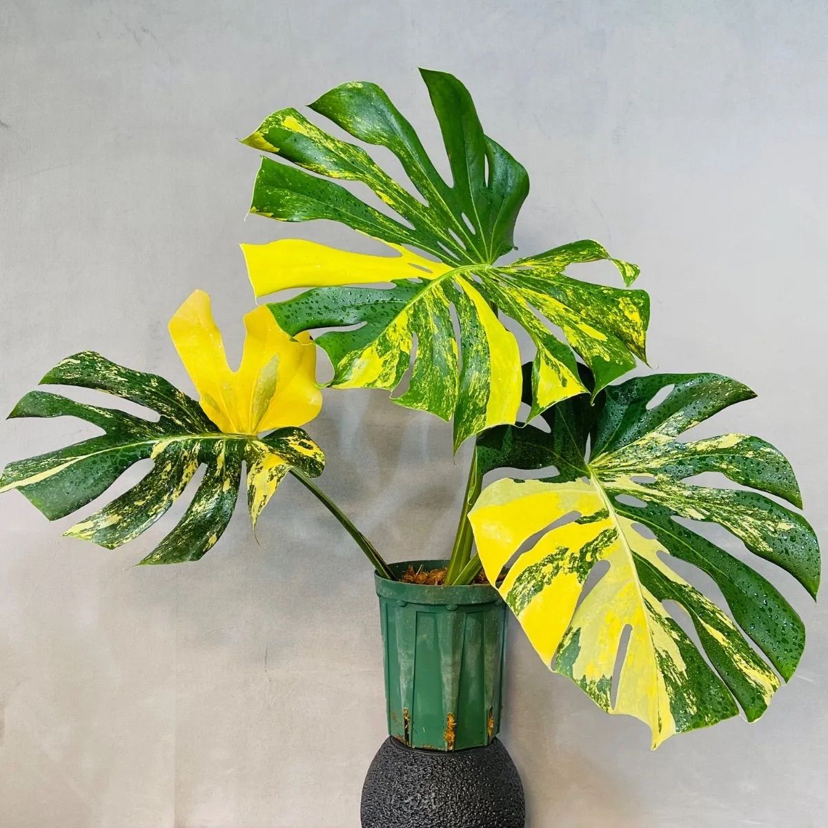 超絶希少株　モンステラ　デリシオーサ　ポンポン　Monstera deliciosa 'Pom Pom' 23,086円