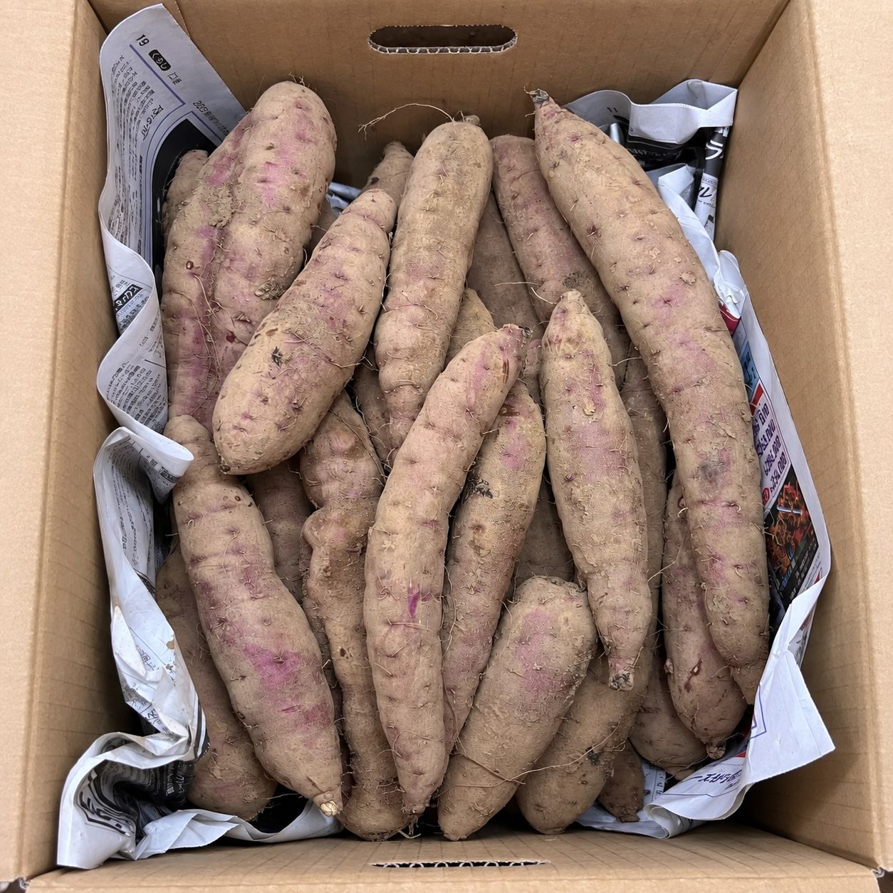 訳あり 紅はるか さつまいも 20kg 茨城県産 新品 - メルカリ