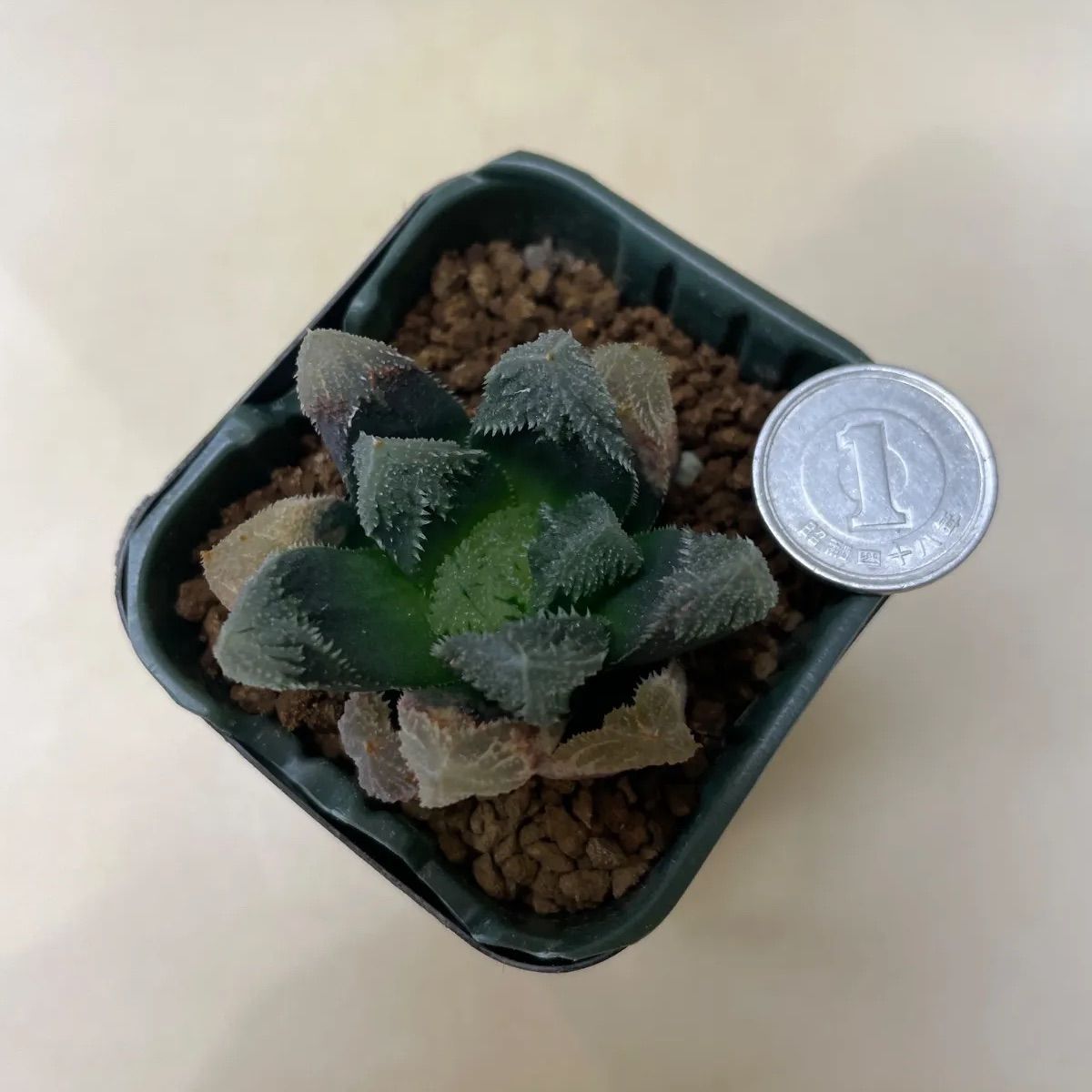 多肉植物 ハオルチア 帝都物語 抜き苗 根付き - メルカリ