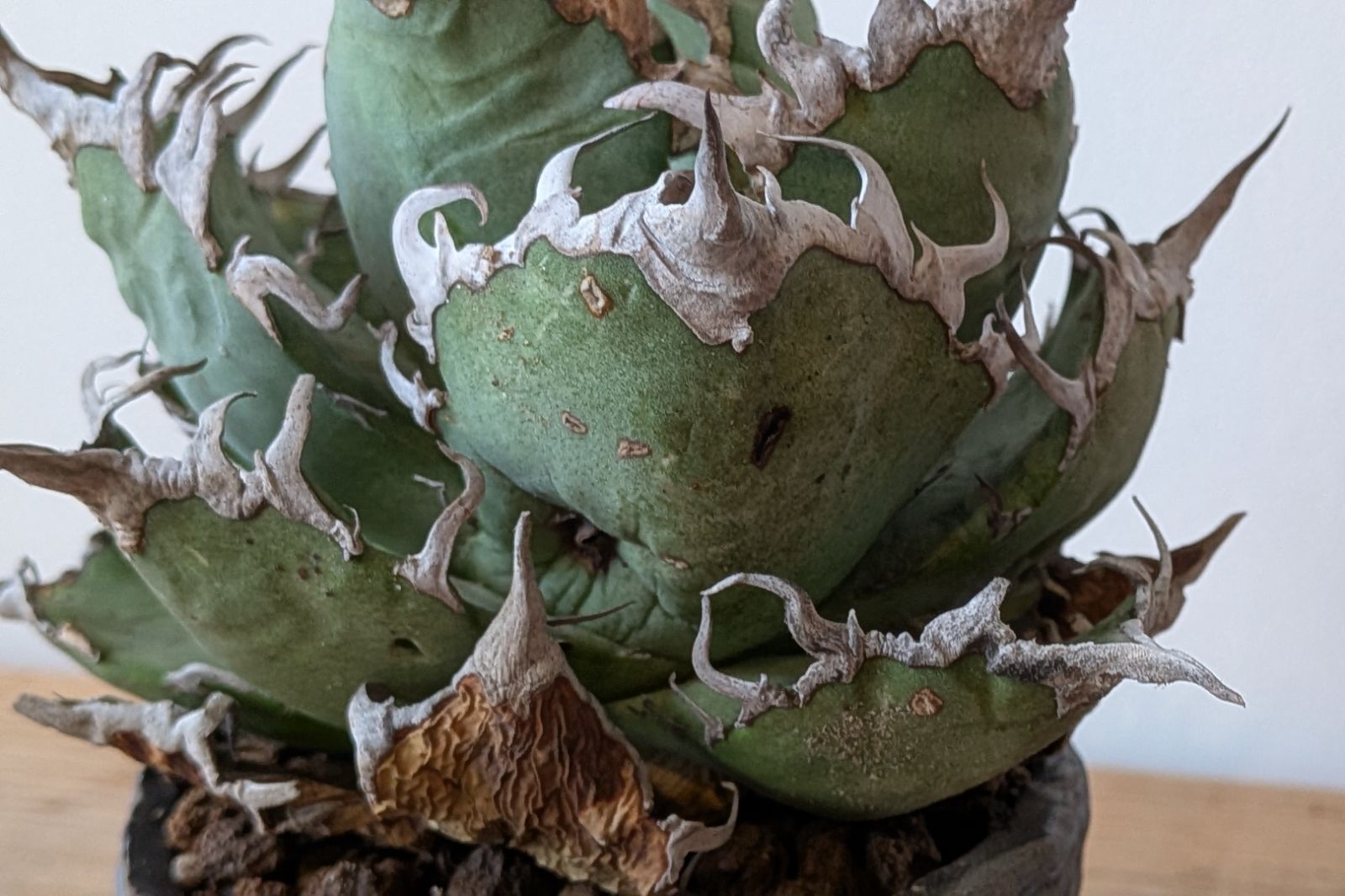 Ramat Planter #427【Une Une】/ Ceramic Planter × アガベ シーザー