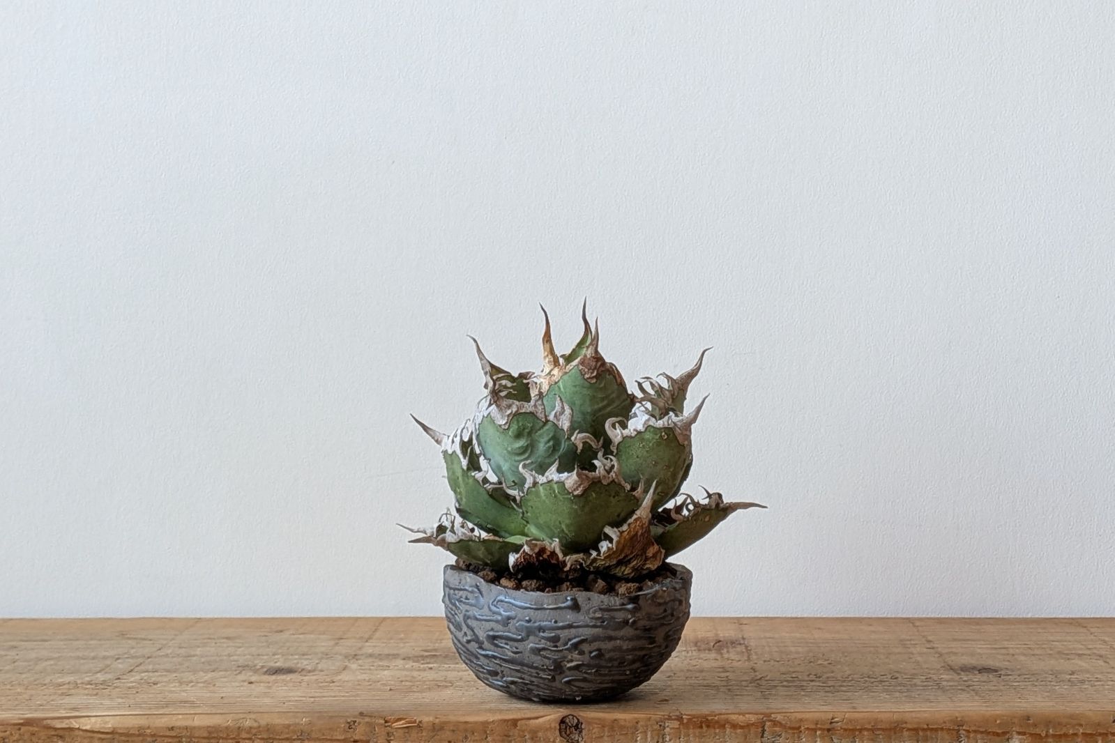 Ramat Planter #427【Une Une】/ Ceramic Planter × アガベ シーザー